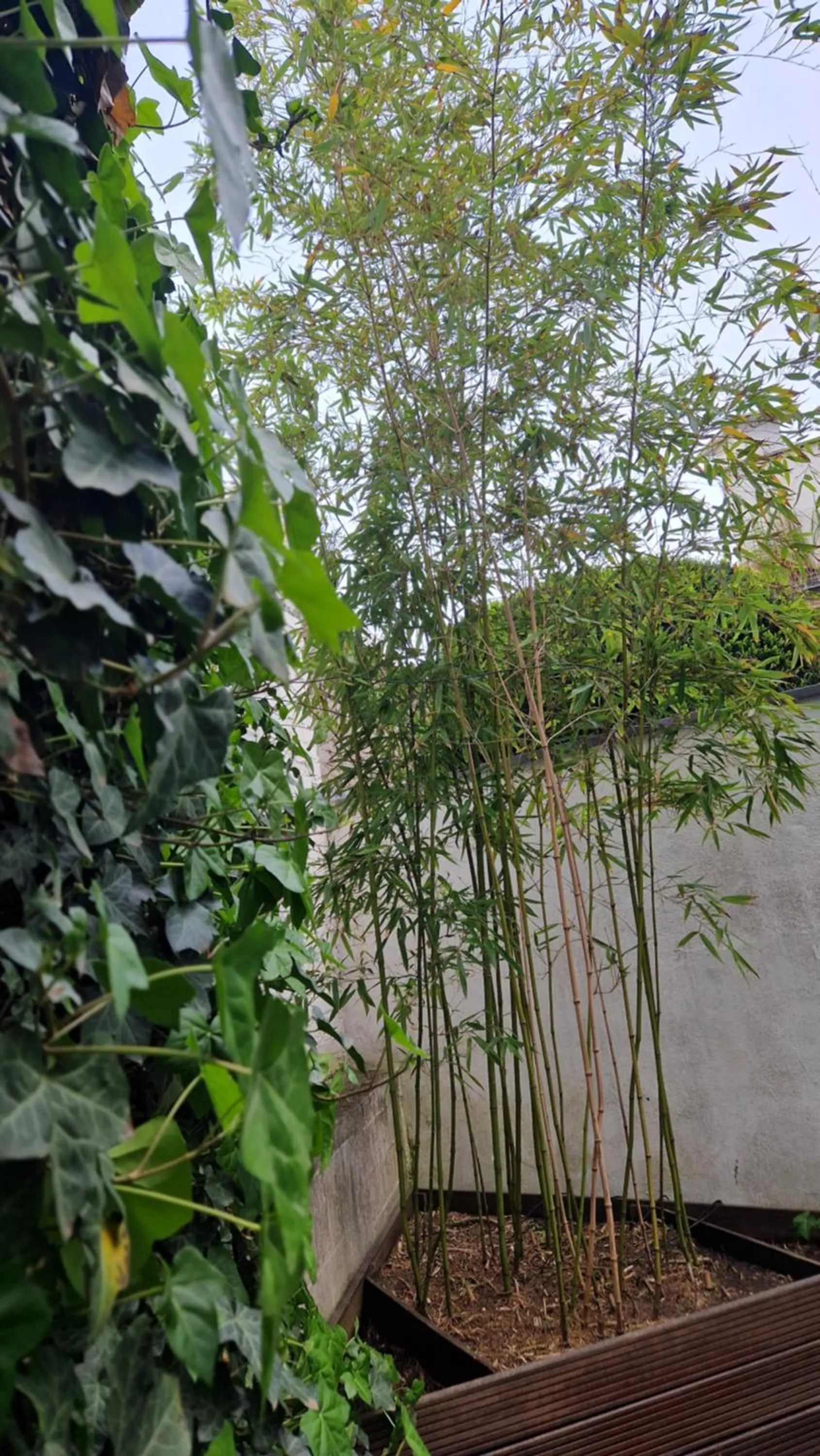 Garden in Hostel Köln