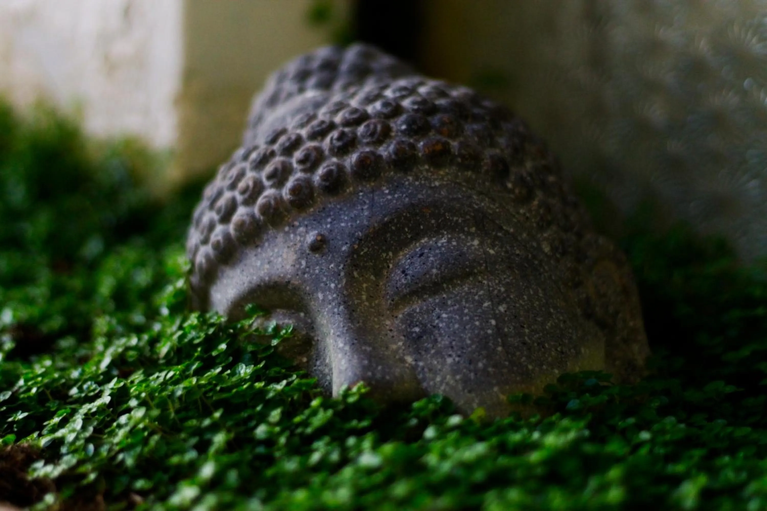 Garden in Ganesha Hotel