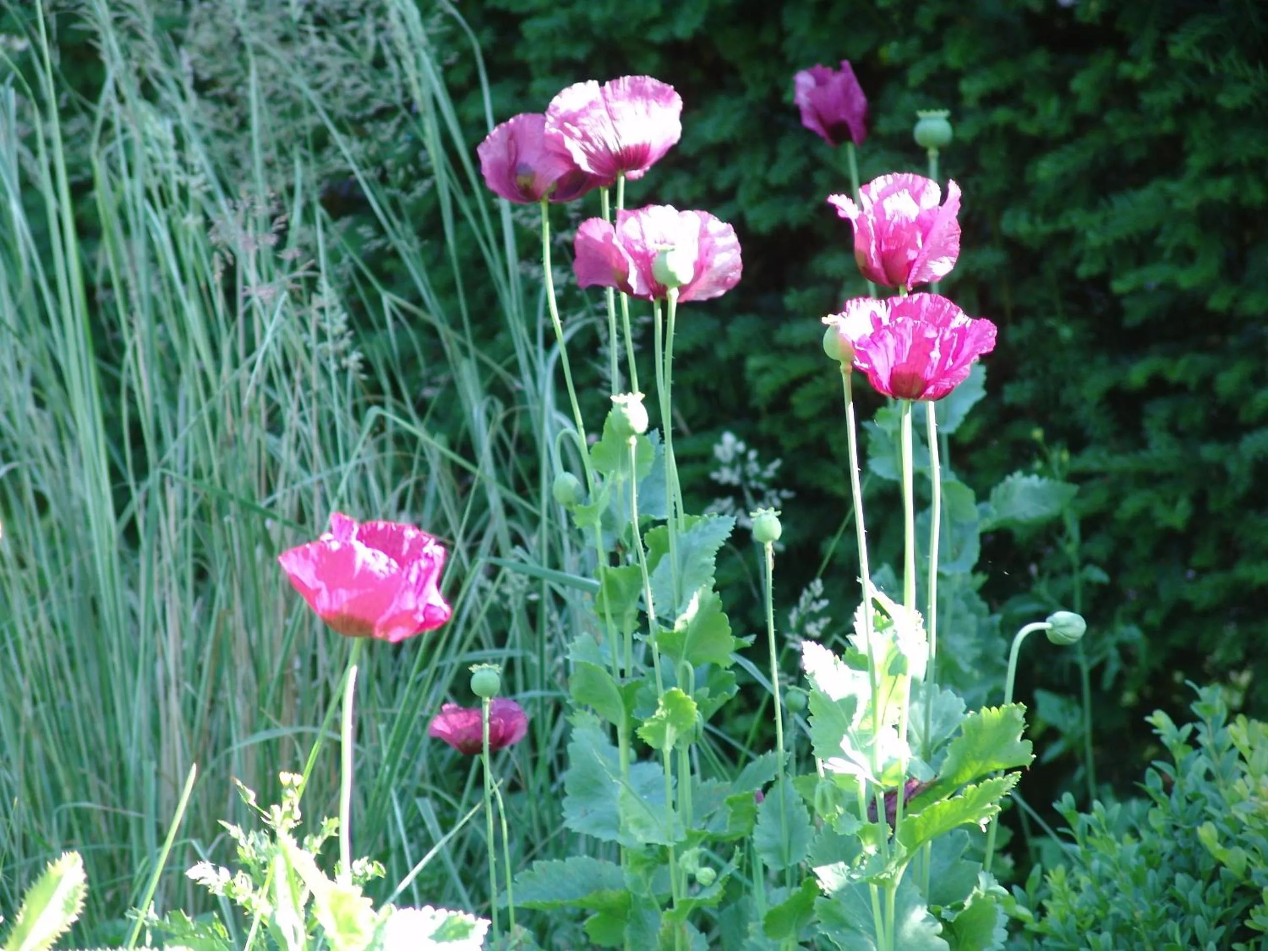 Garden in Kasteel Sterkenburg