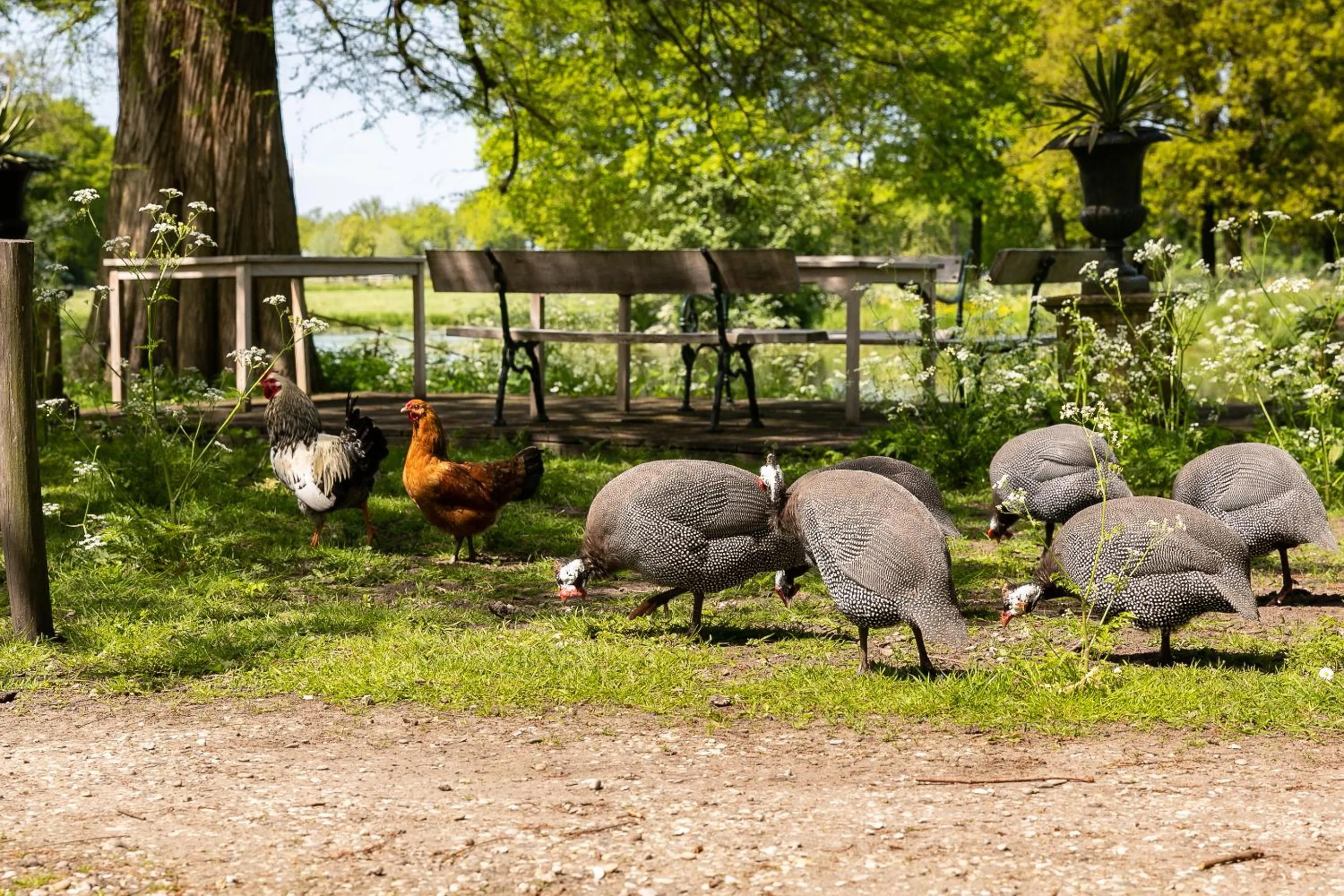 Animals in Kasteel Sterkenburg