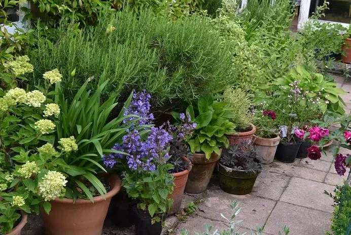 Garden in Heron House