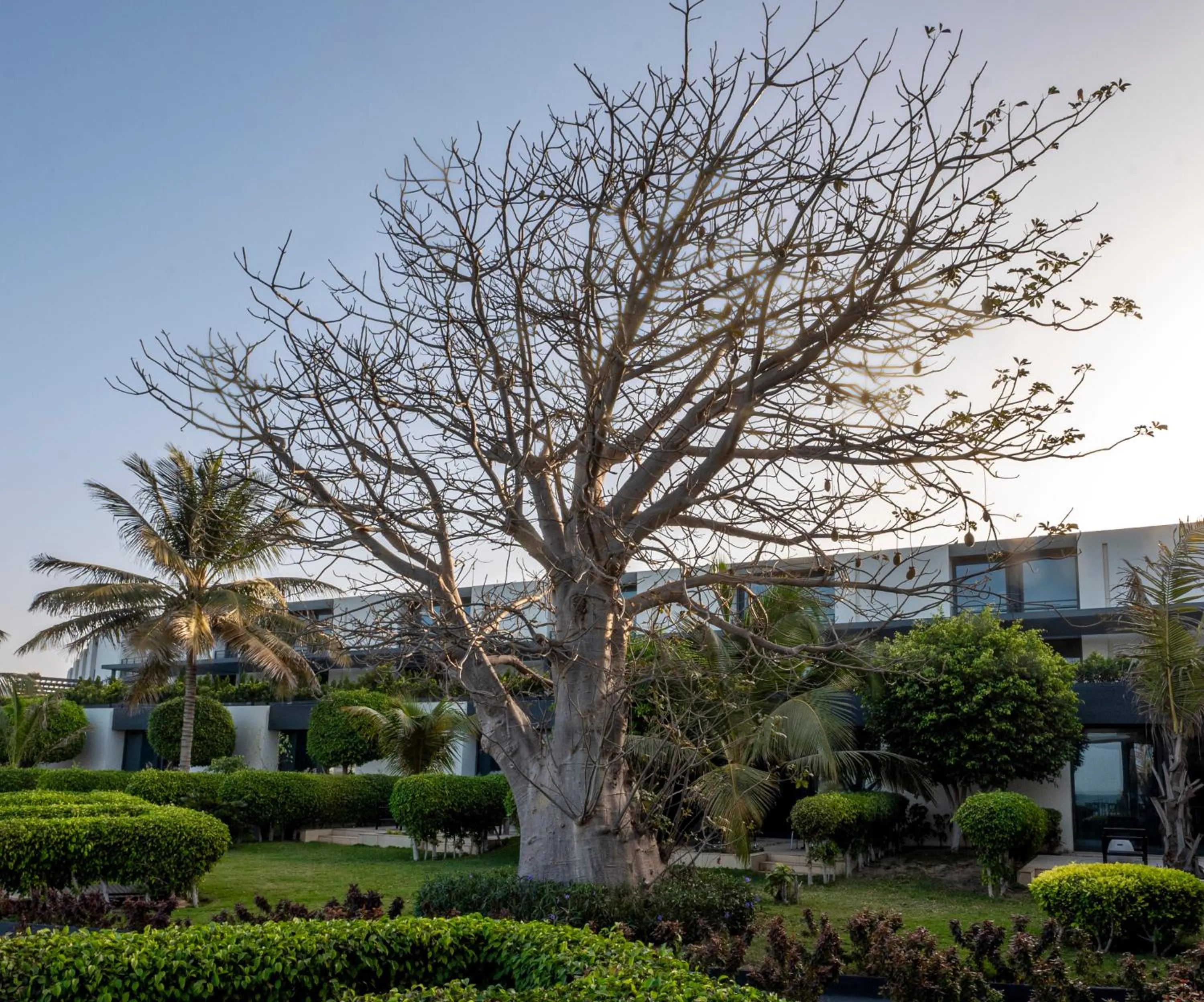 Natural landscape in Noom Hotel Dakar Sea Plaza, a member of Radisson Individuals