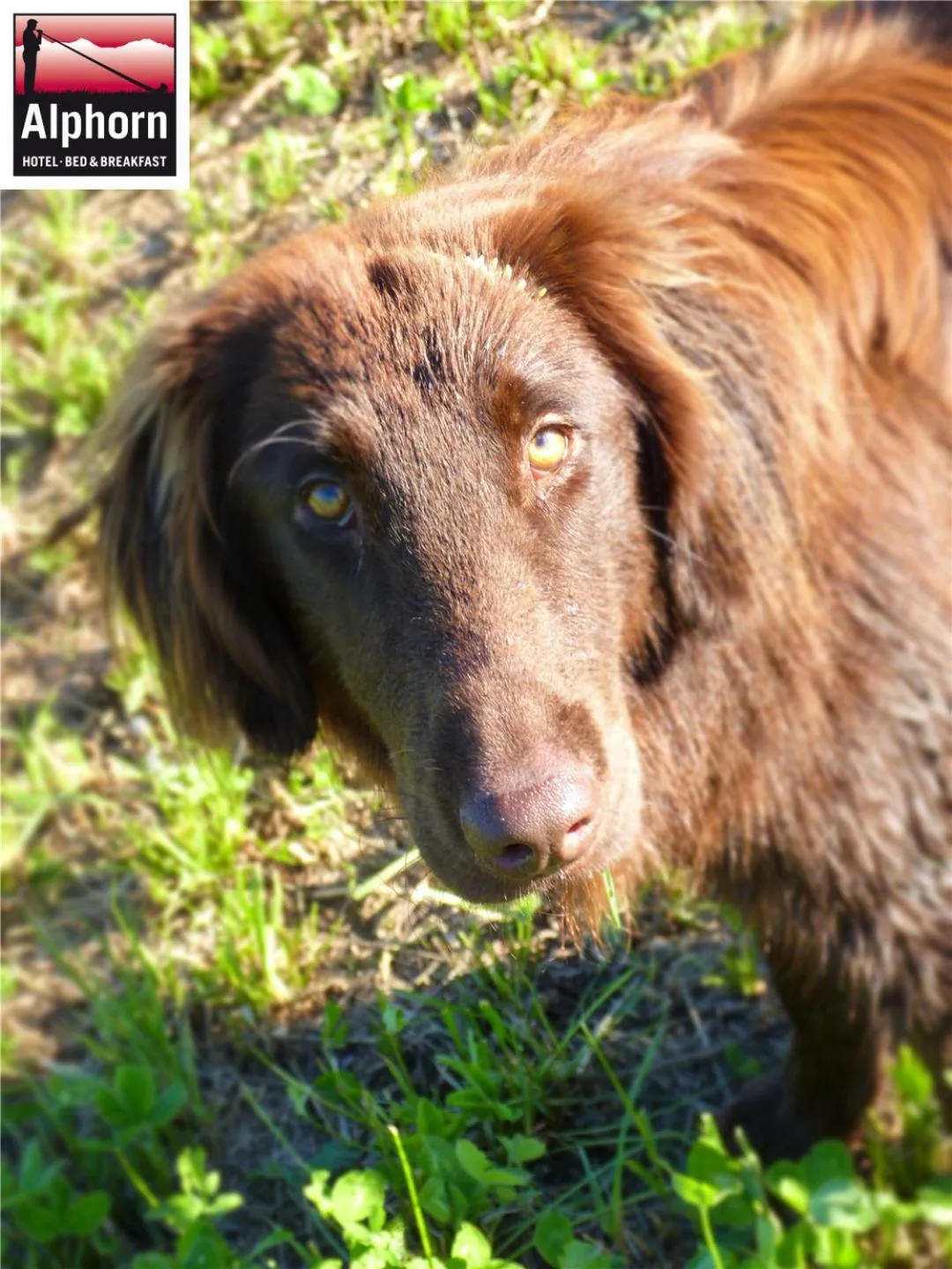 Other in Hotel Alphorn