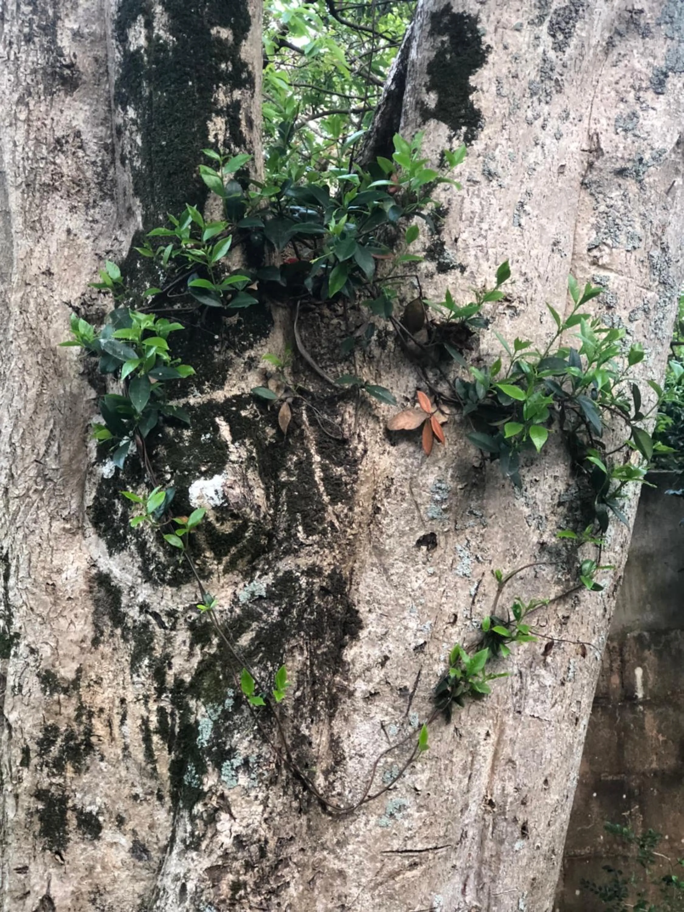 Natural landscape in Salt Rock Manor