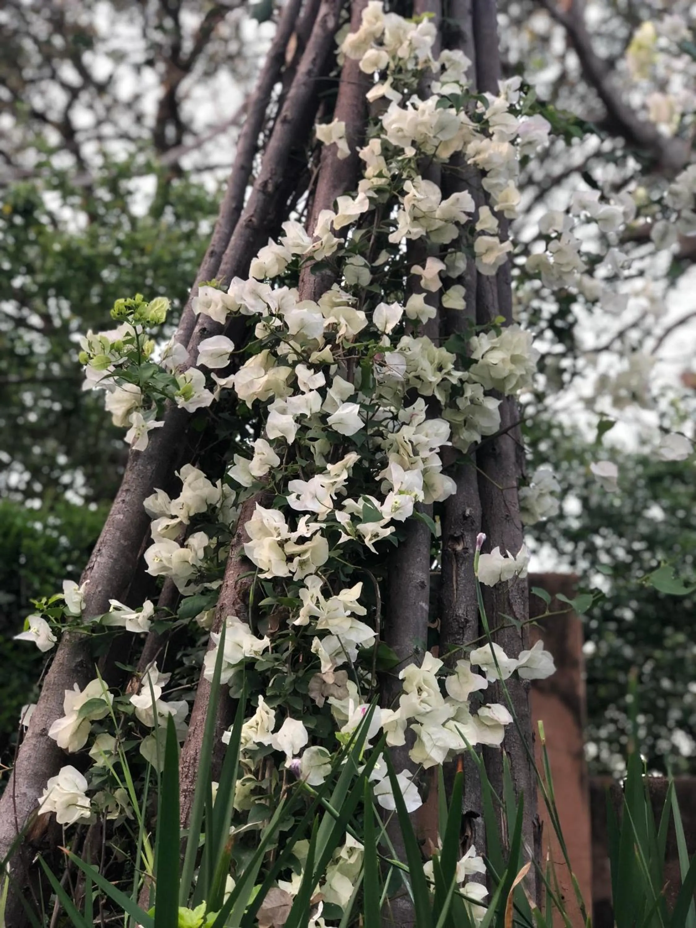 Garden in Salt Rock Manor