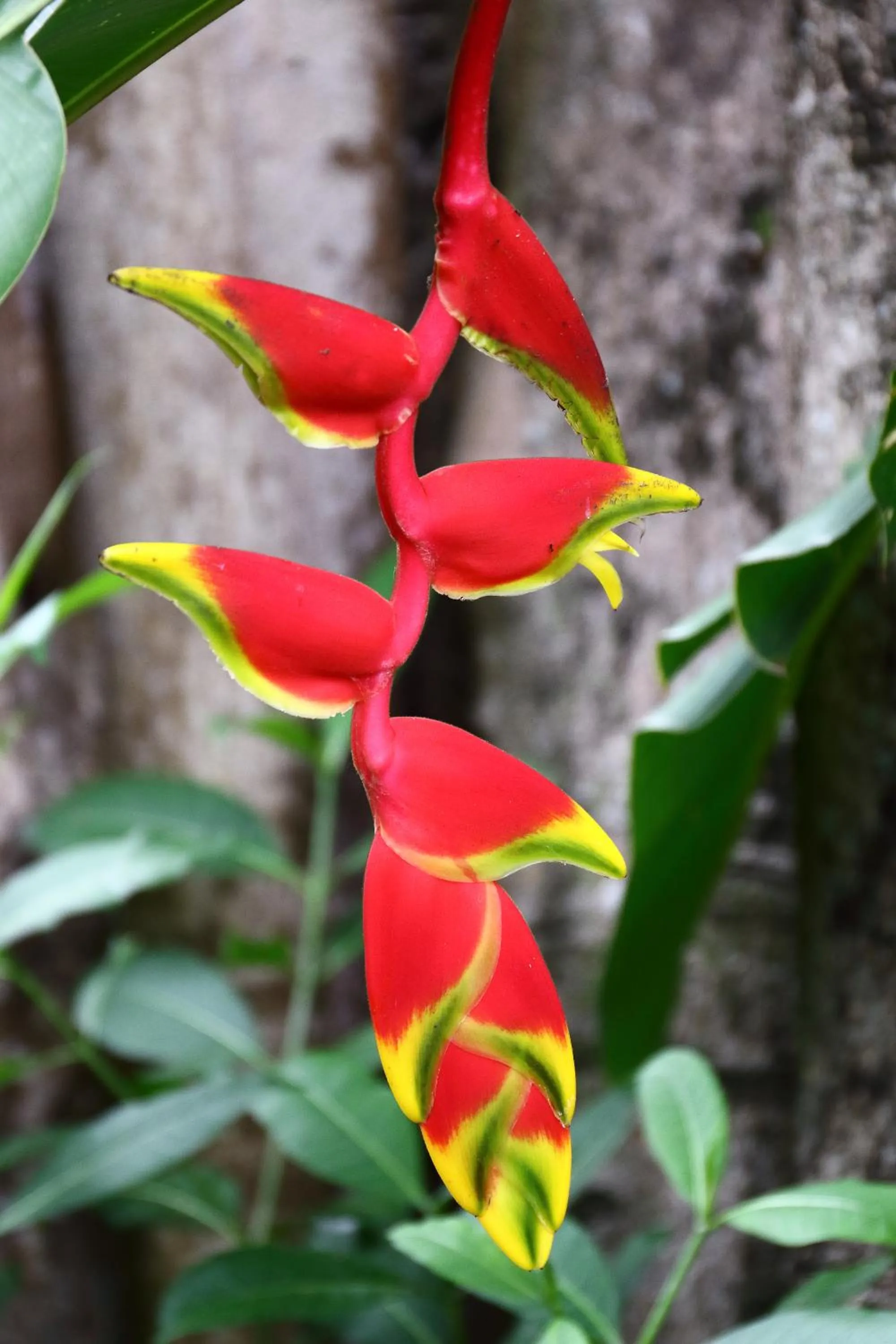 Garden in Tamu Seseh