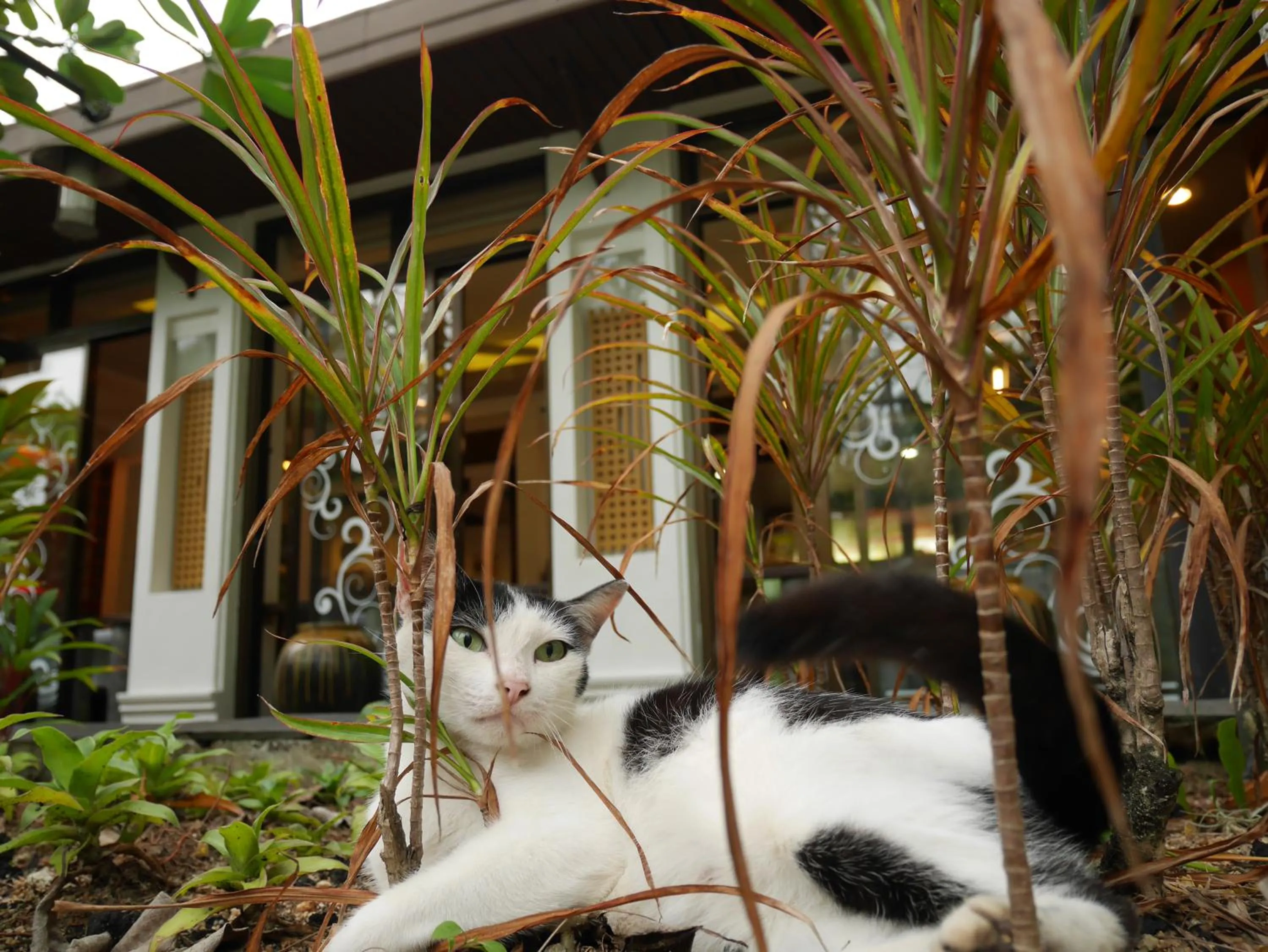 Day in Bangtao Beach Chalet Resort