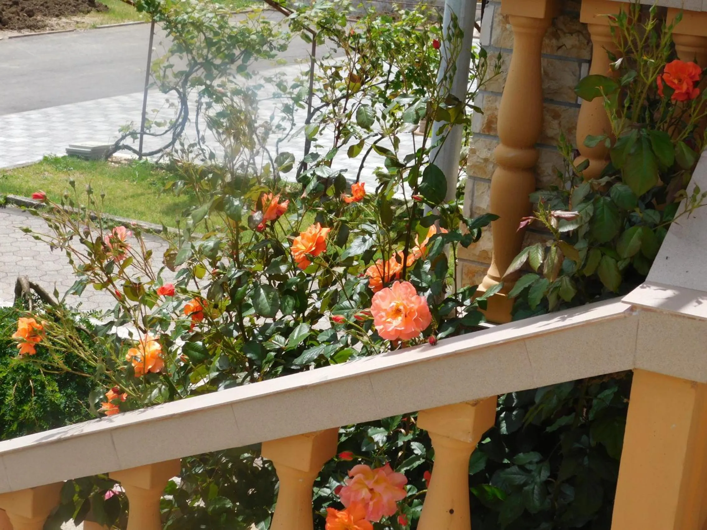 Garden in Guesthouse Sara