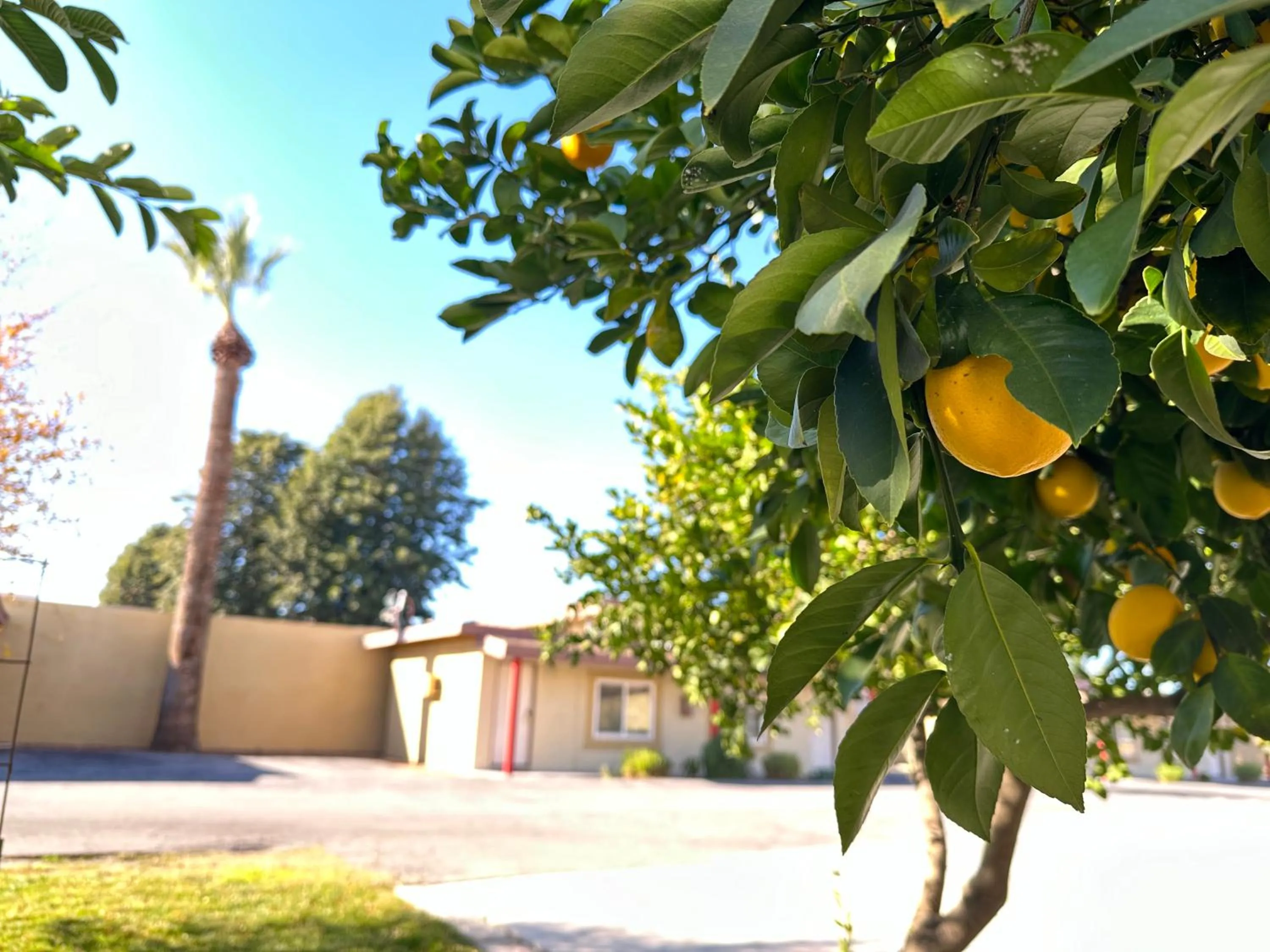 Garden in Royal Inn and Suites