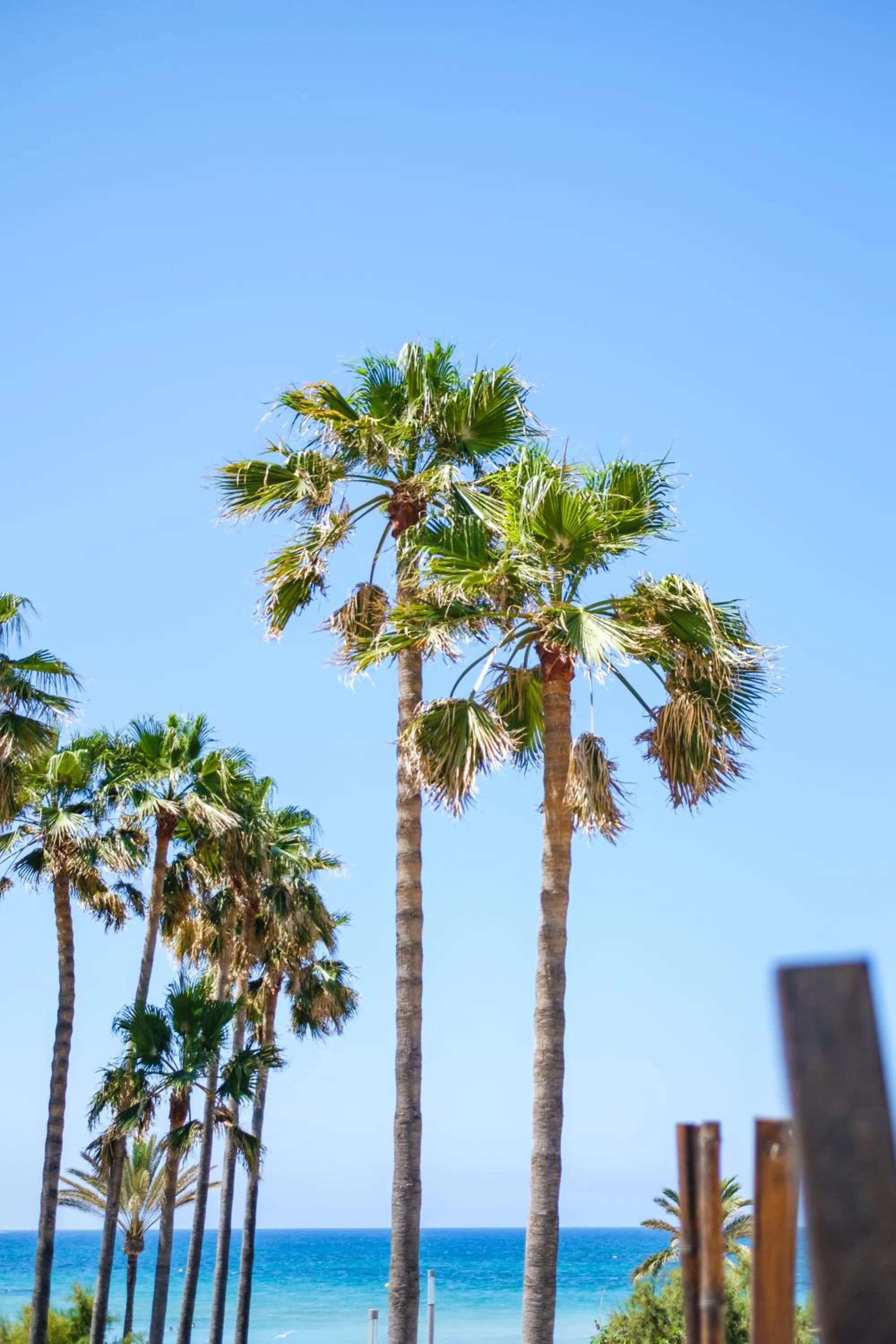 Garden view in Hotel Ciutat Jardi