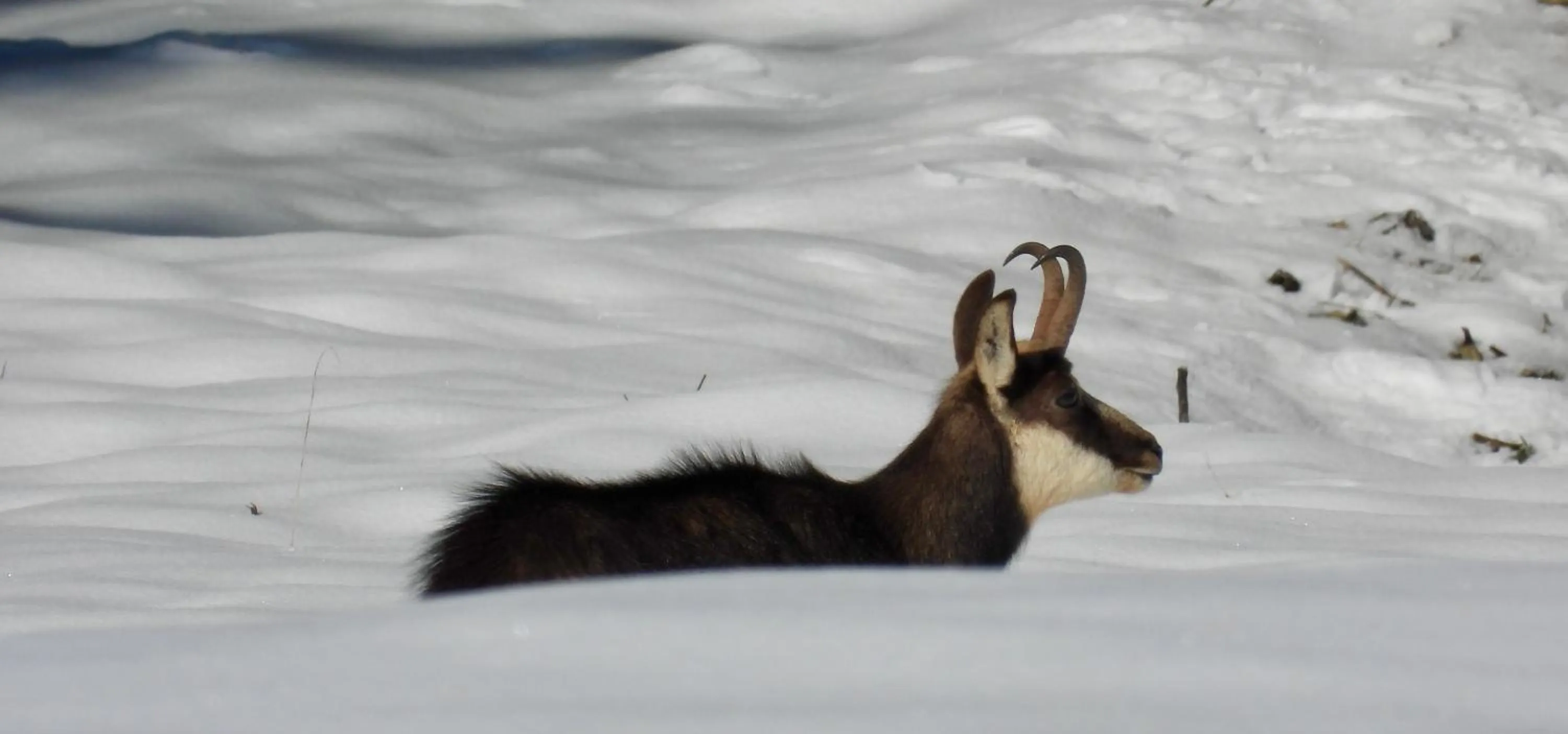 Winter in Hotel Sörenberg