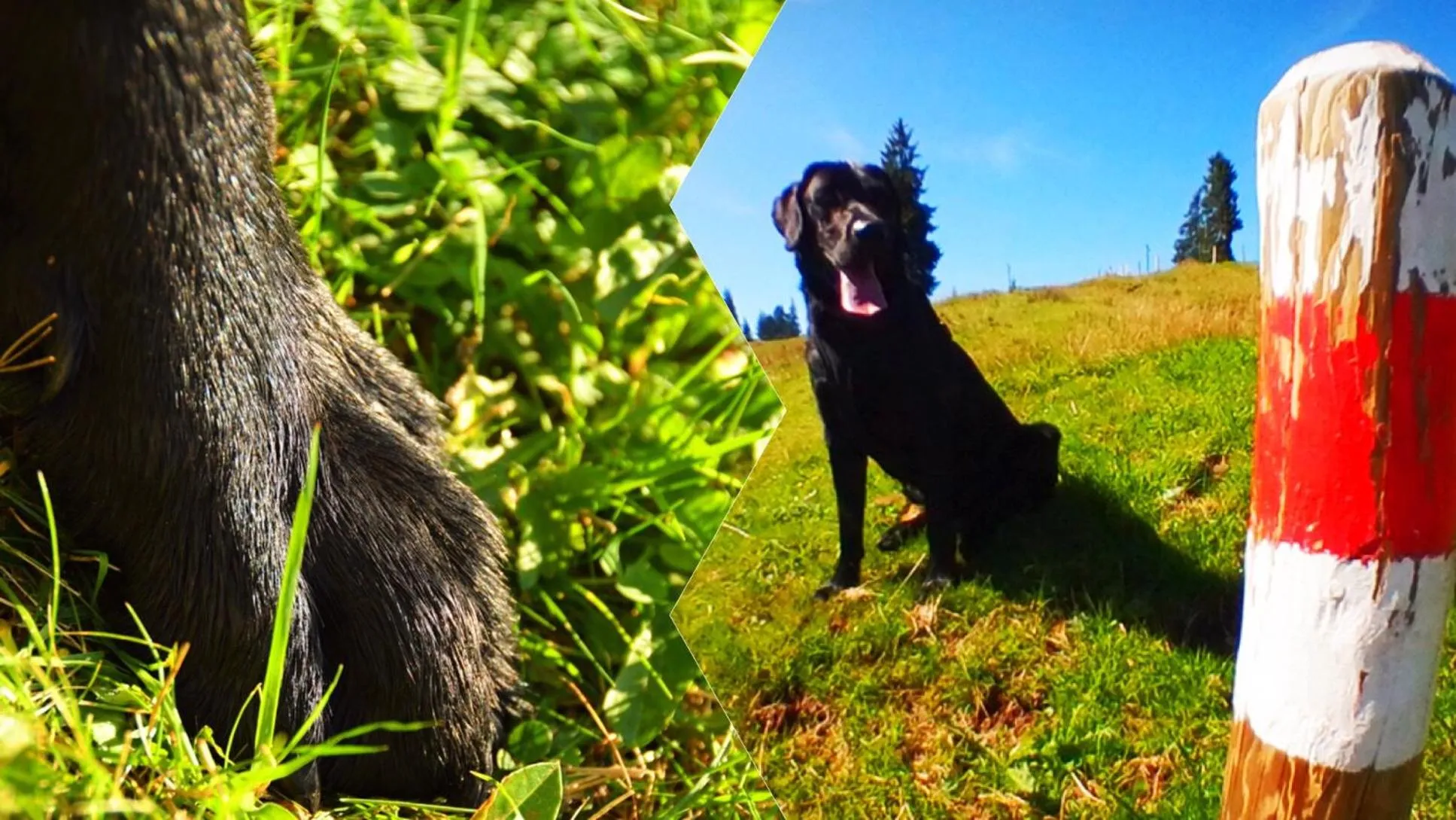 Pets in Hotel Sörenberg