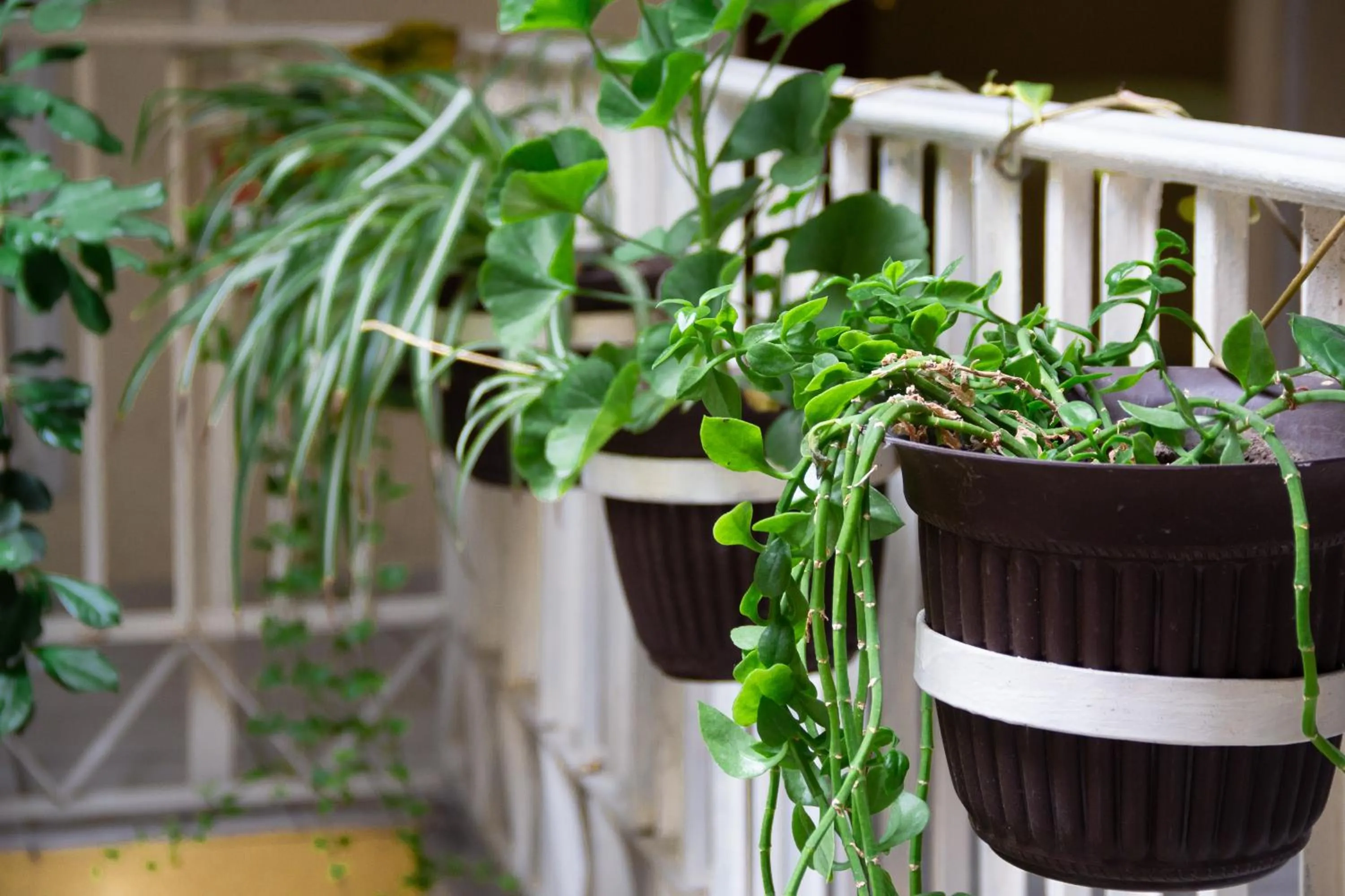 Patio in Pequeno Gran Hotel