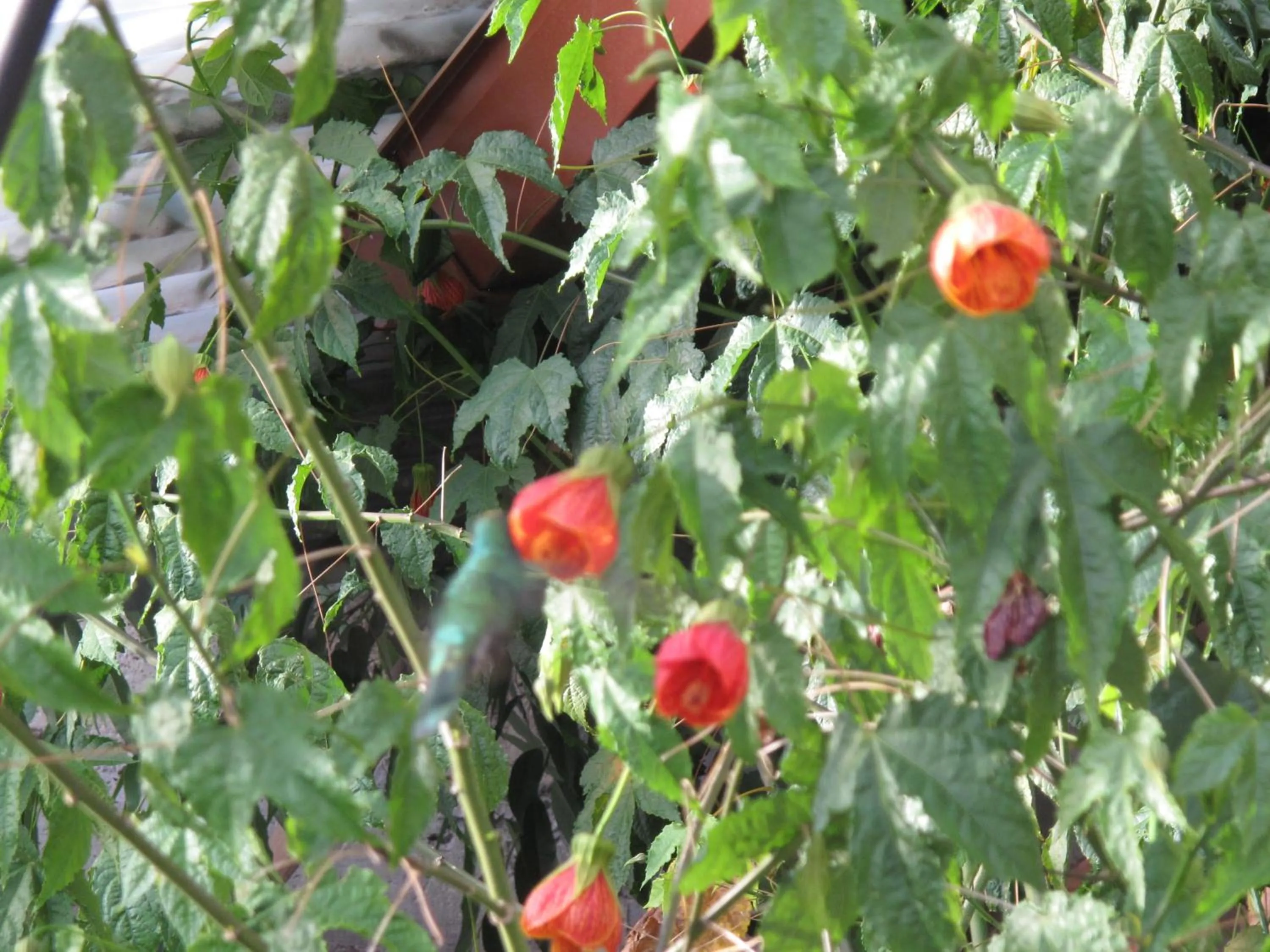 Garden in Casa De Mama Cusco - The Treehouse