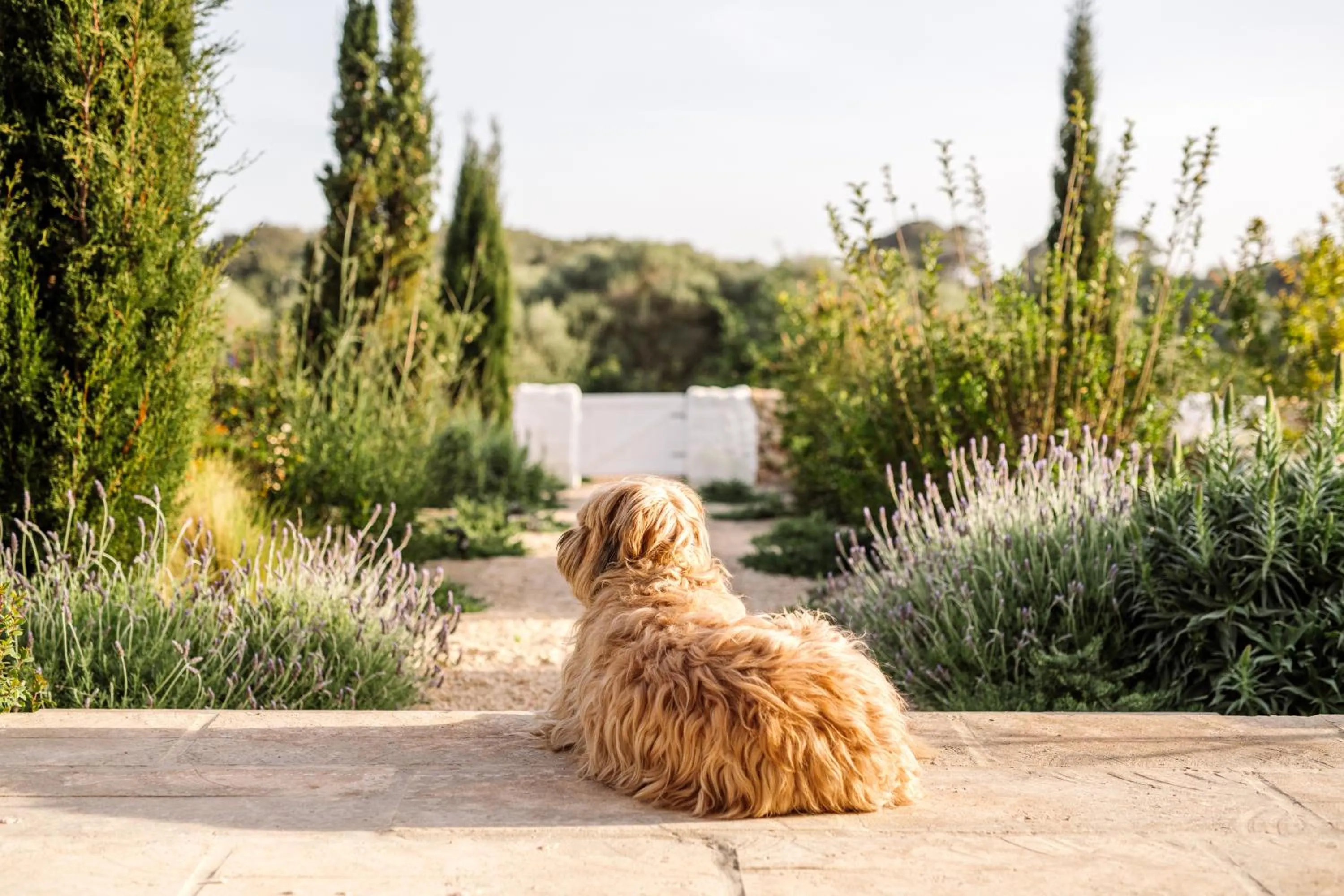 Pets in Amagatay Luxury Boutique Hotel - Adults Only