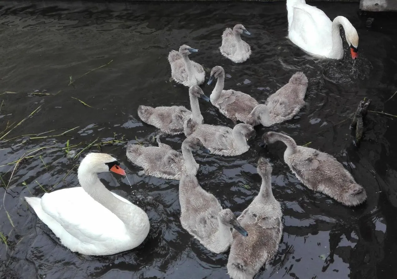 Garden in watervilla-albertje