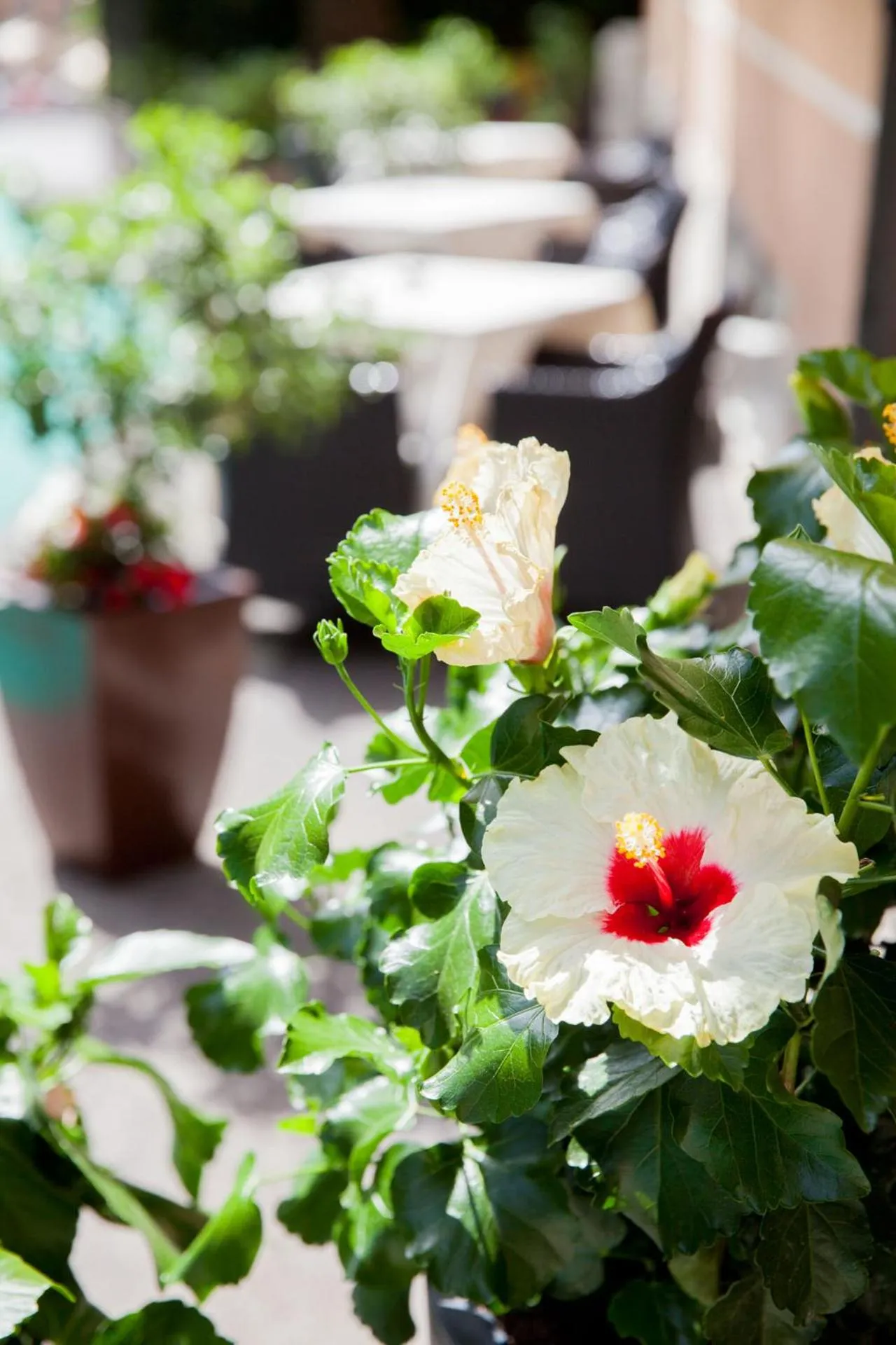 Garden in Hotel Mediterraneo