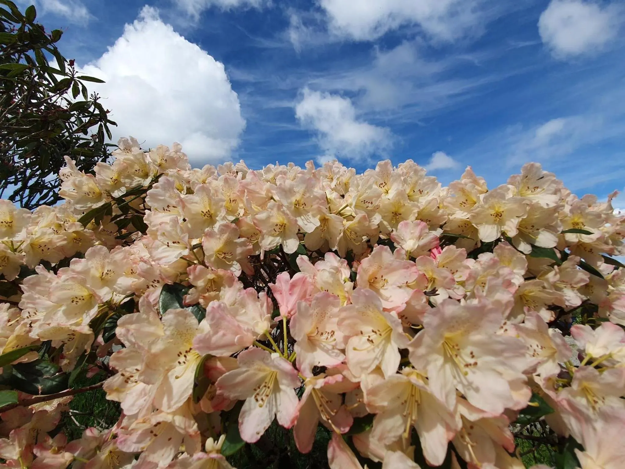 Summer in Westland Hotel