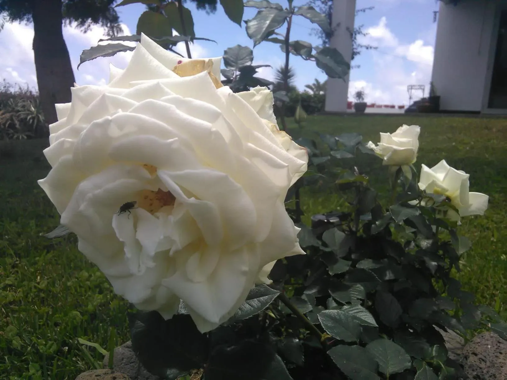 Garden in Casa da Ribeira
