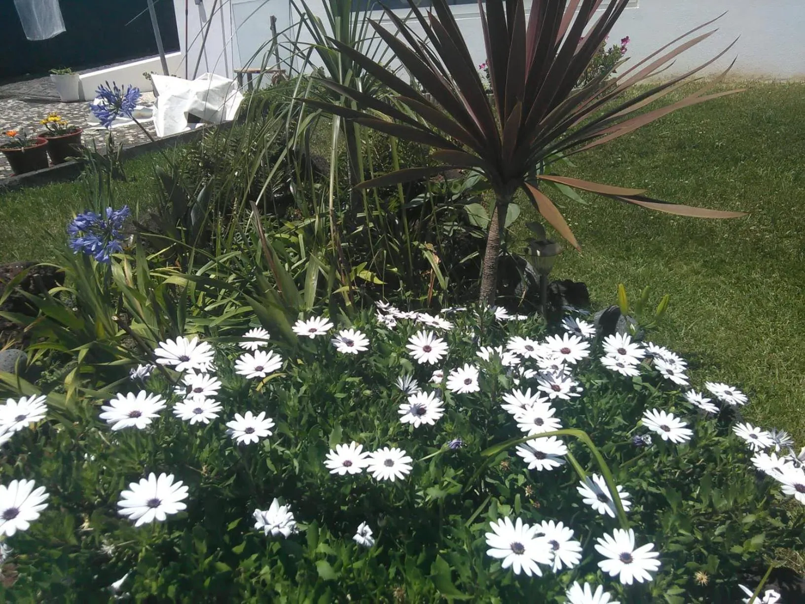 Garden in Casa da Ribeira