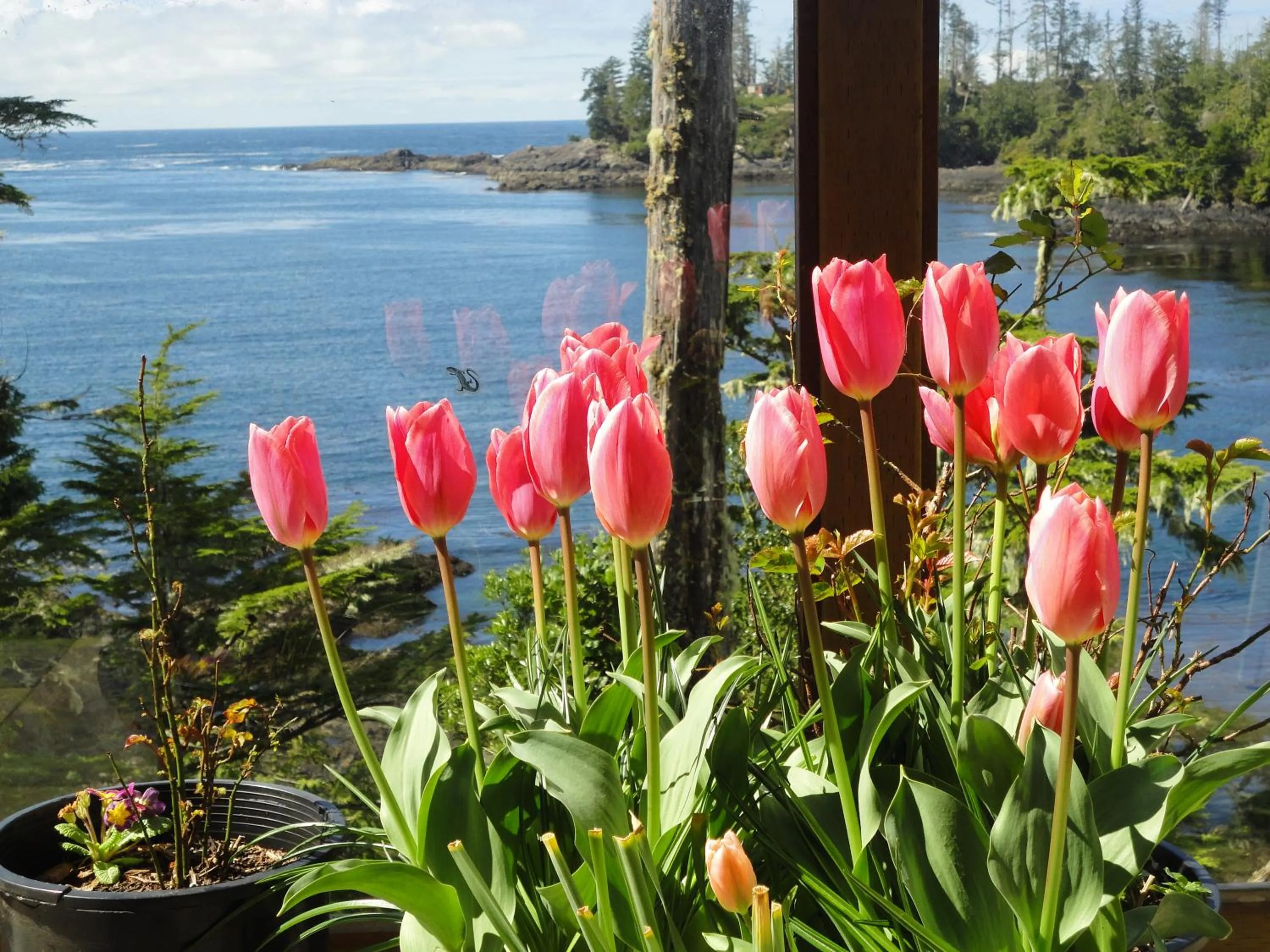 Spring in Reef Point Oceanfront Bed and Breakfast