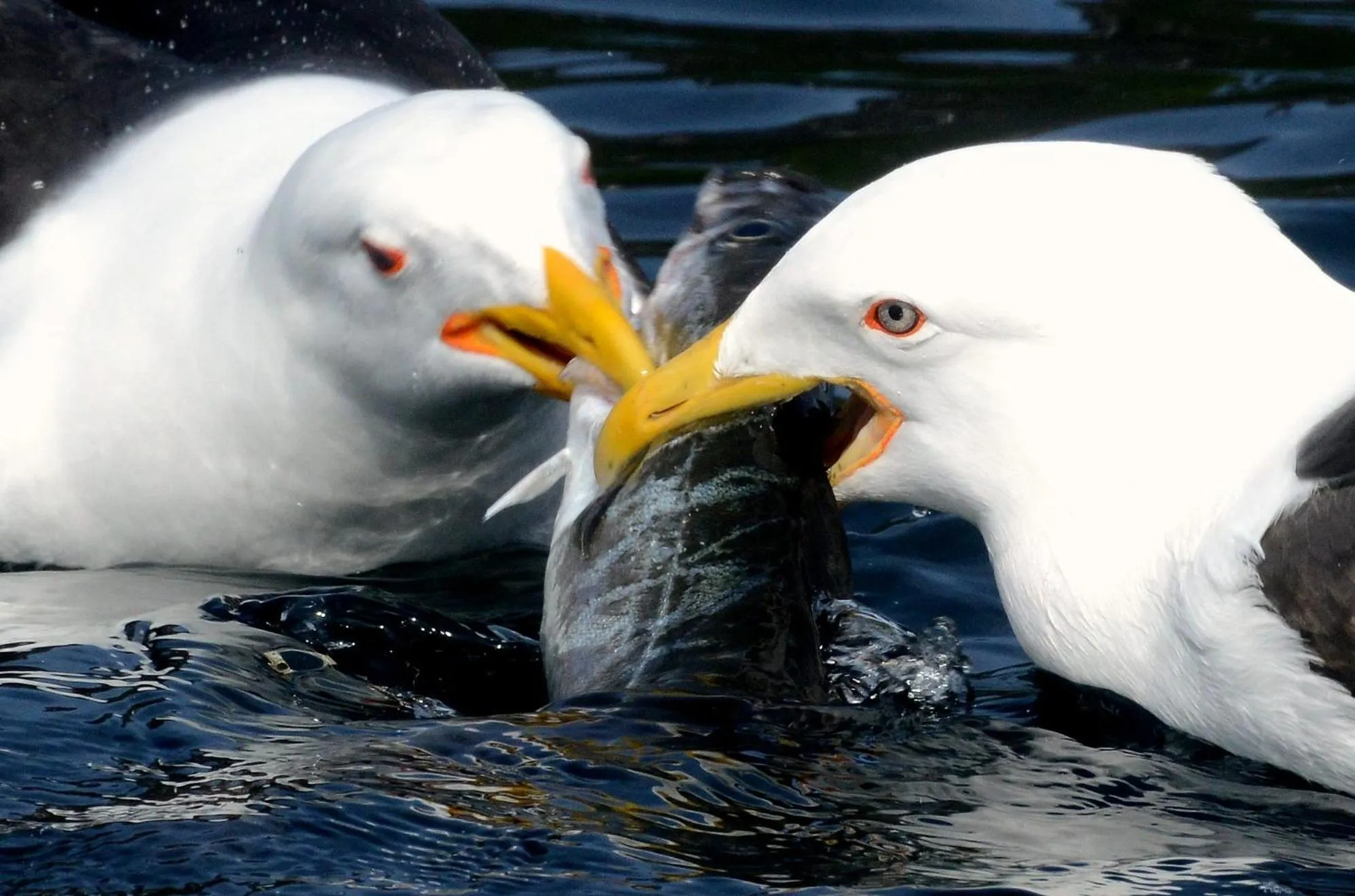 Animals in Senja Fjordhotell and Apartments