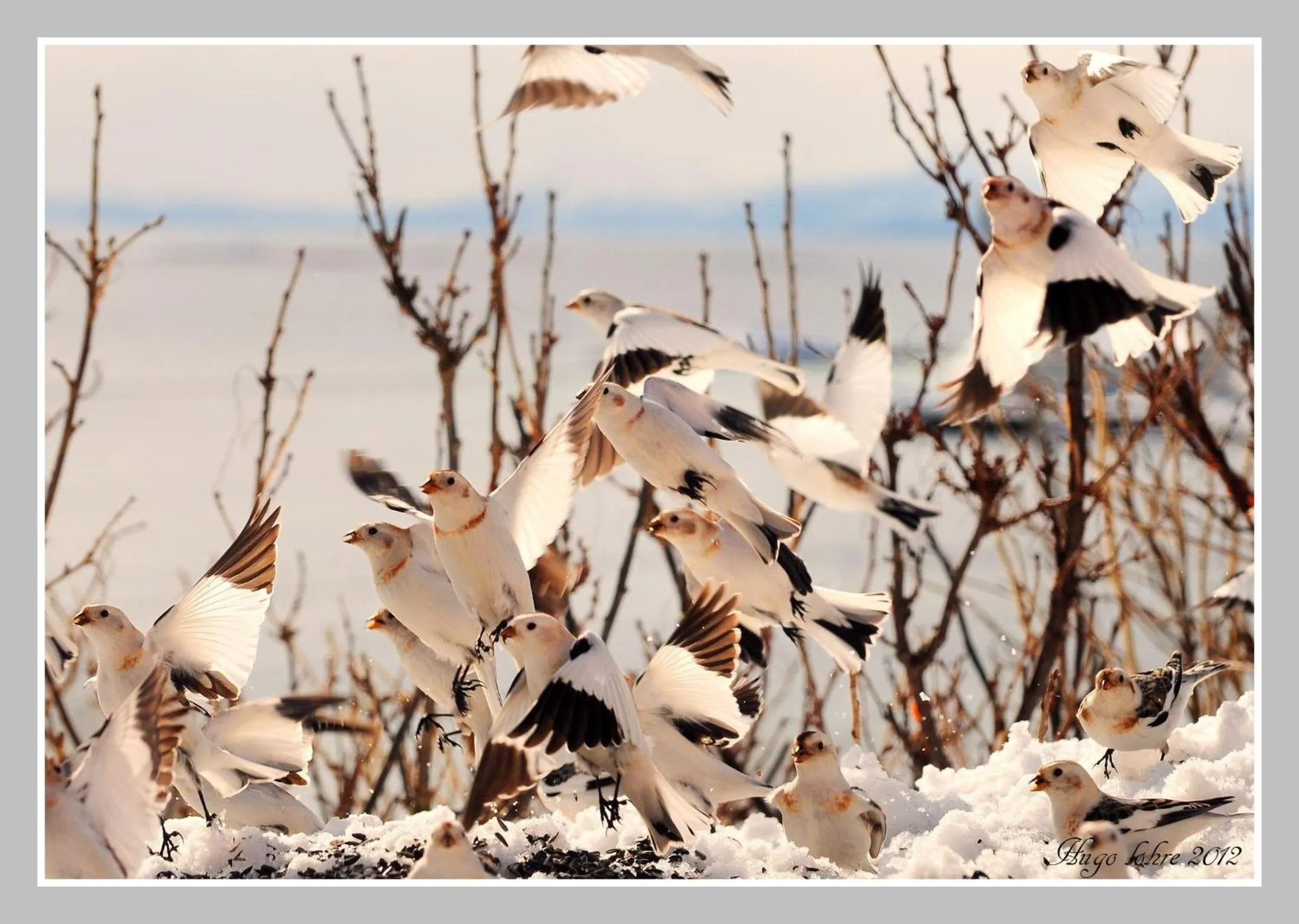 Animals in Senja Fjordhotell and Apartments