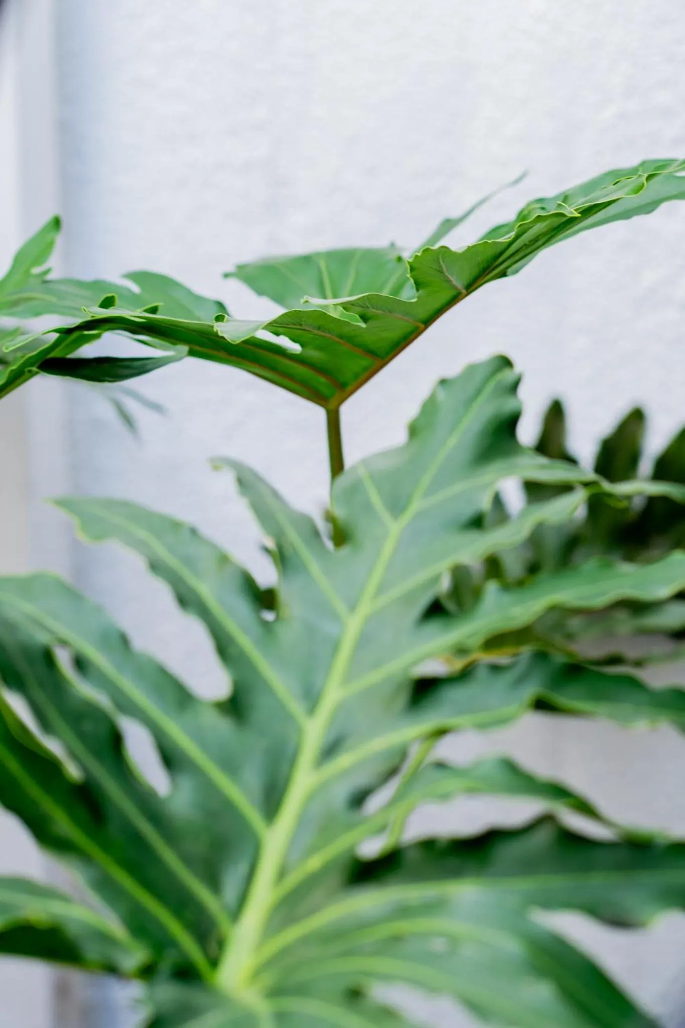 Garden in Hotel Piedras De Maní