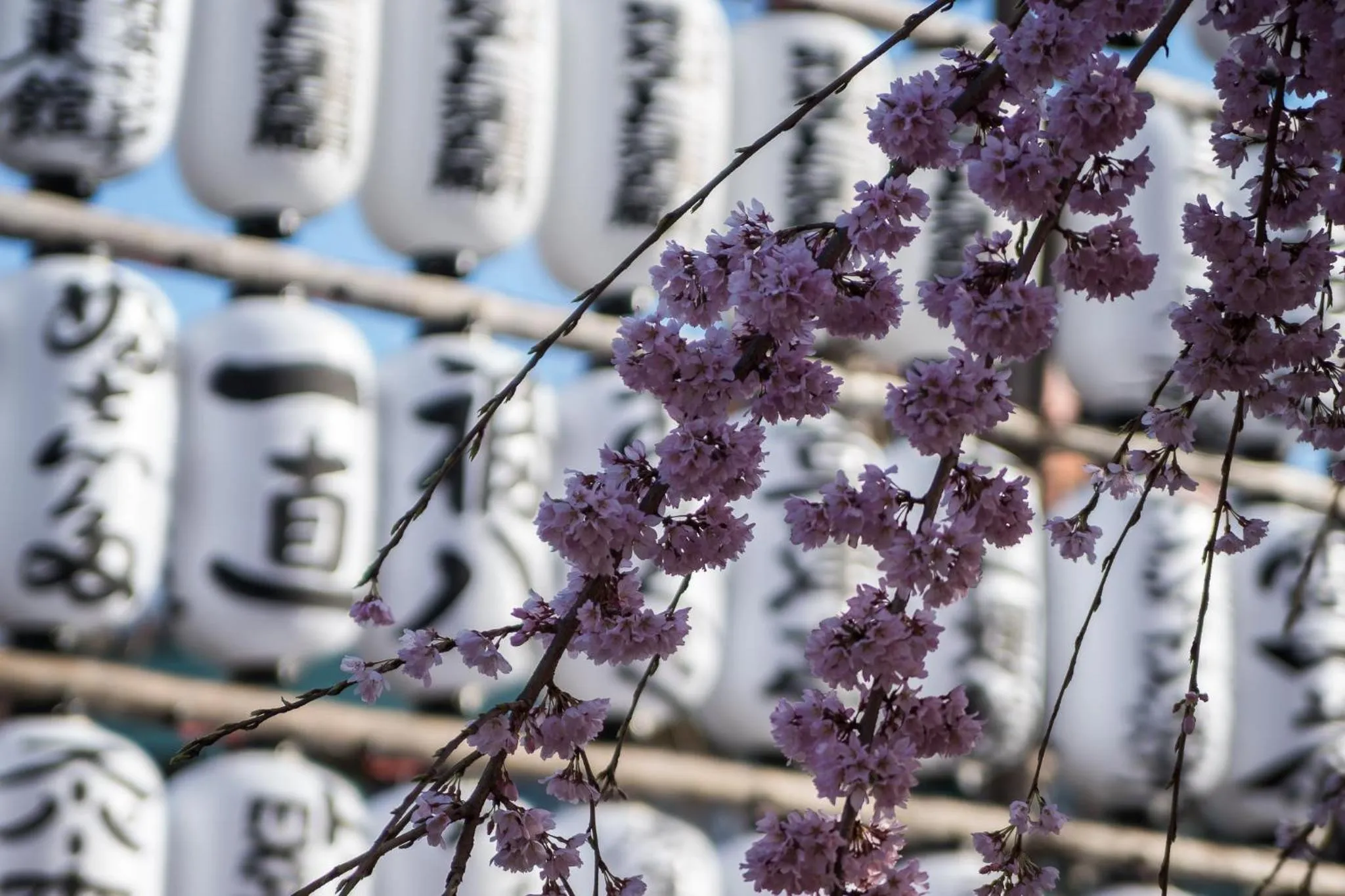 Spring in Global Resort ONO de LUNE