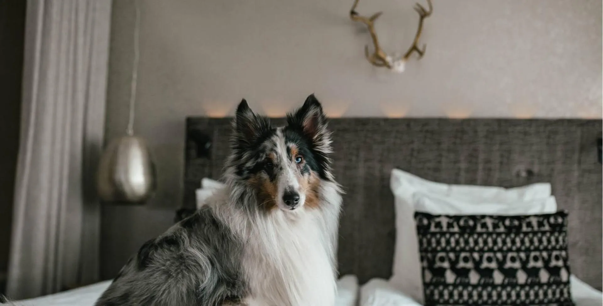 Pets in Lapland Hotels Bulevardi