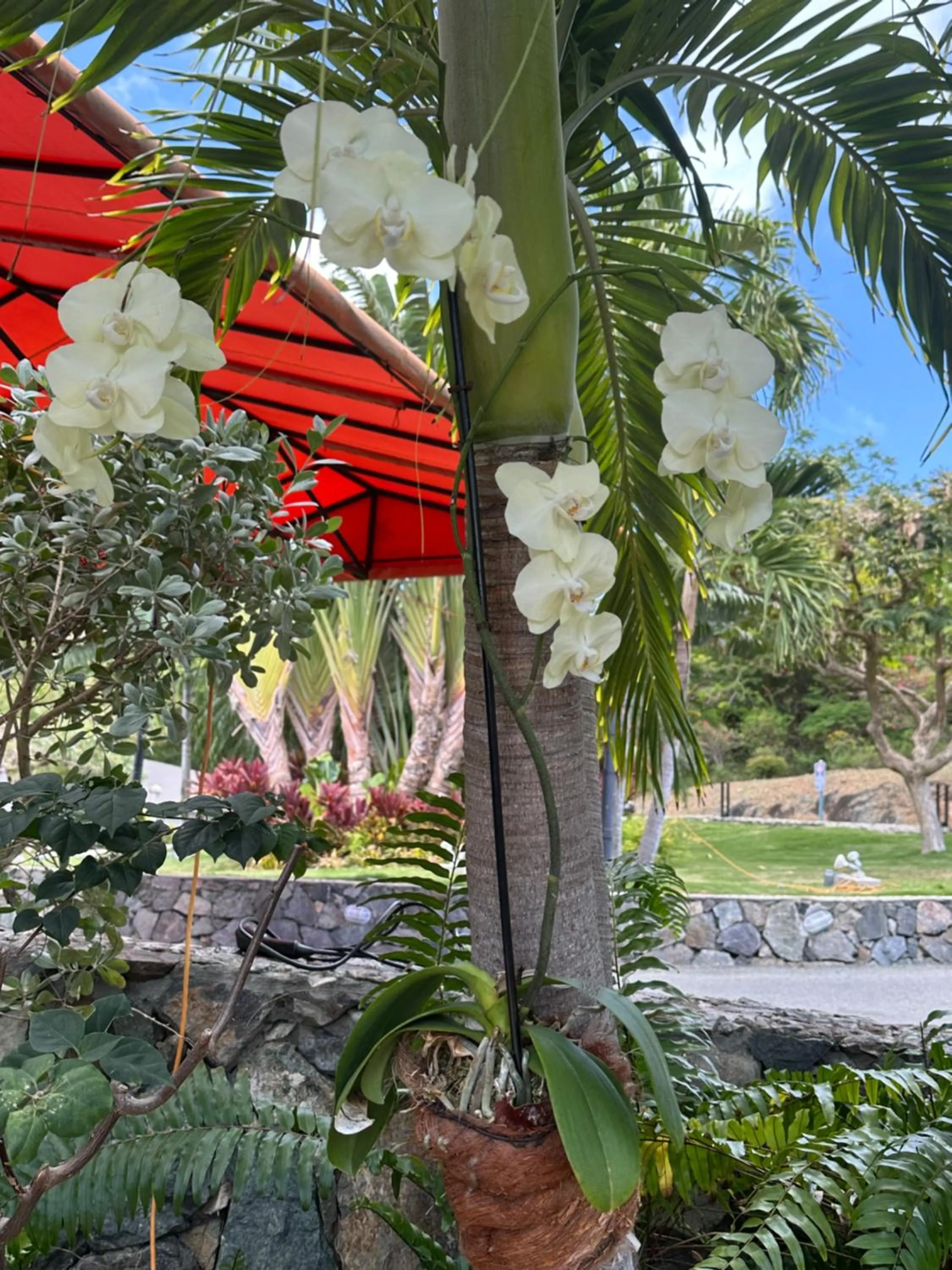 Garden in Secret Harbour Beach Resort