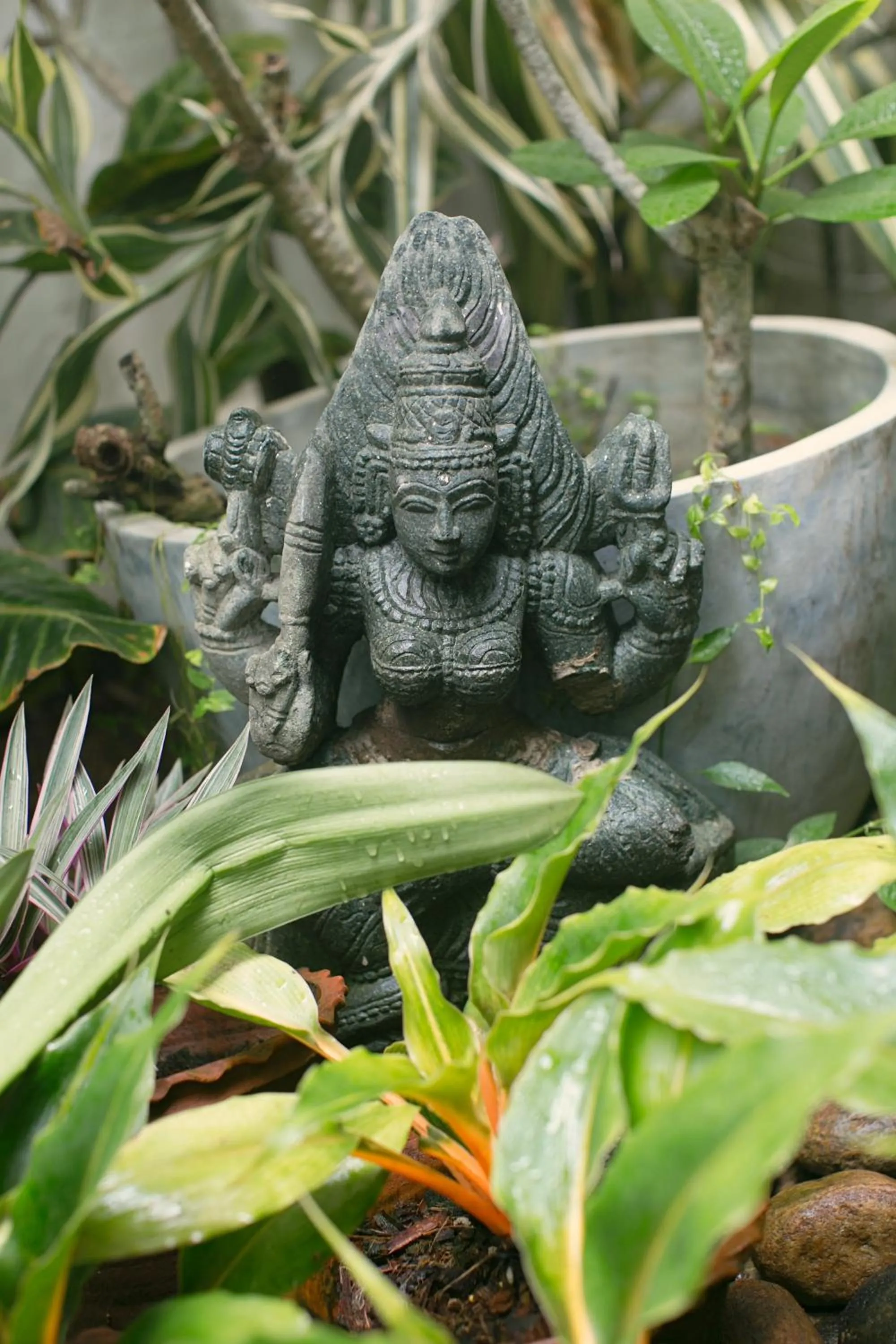 Garden in LE JARDIN DU FORT - GALLE