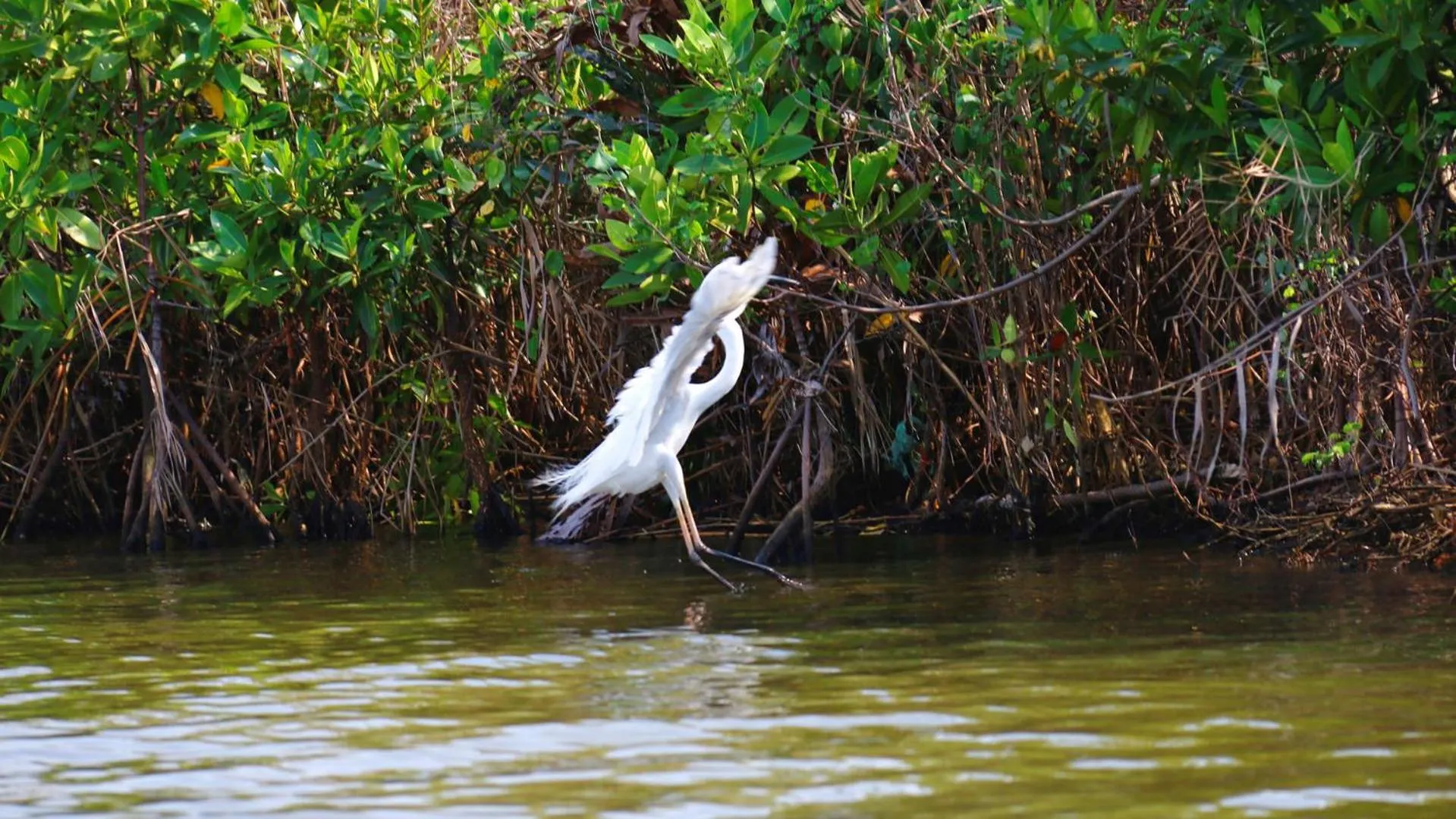 Animals in Karmel Villa Thalduwa Island - Five Bedroom Luxury Villa with Private Pool
