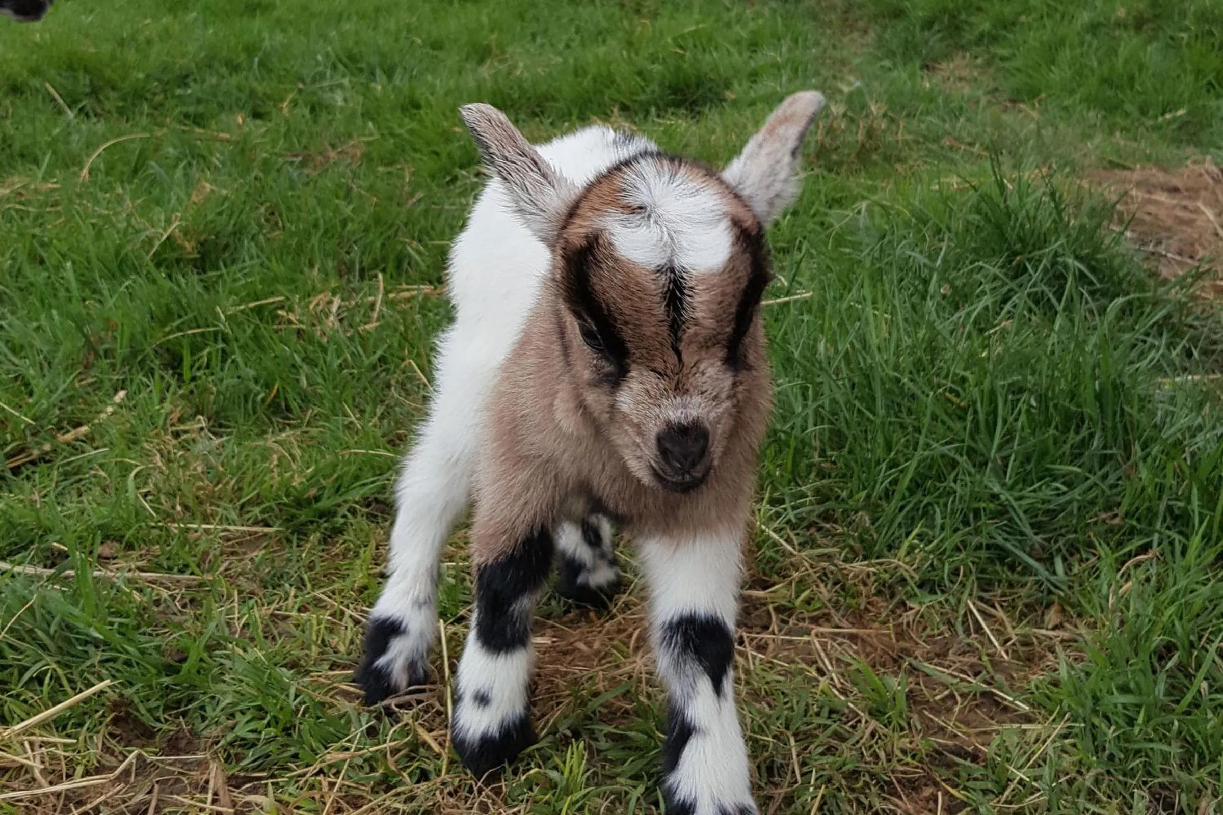 Animals in Les Pérelles