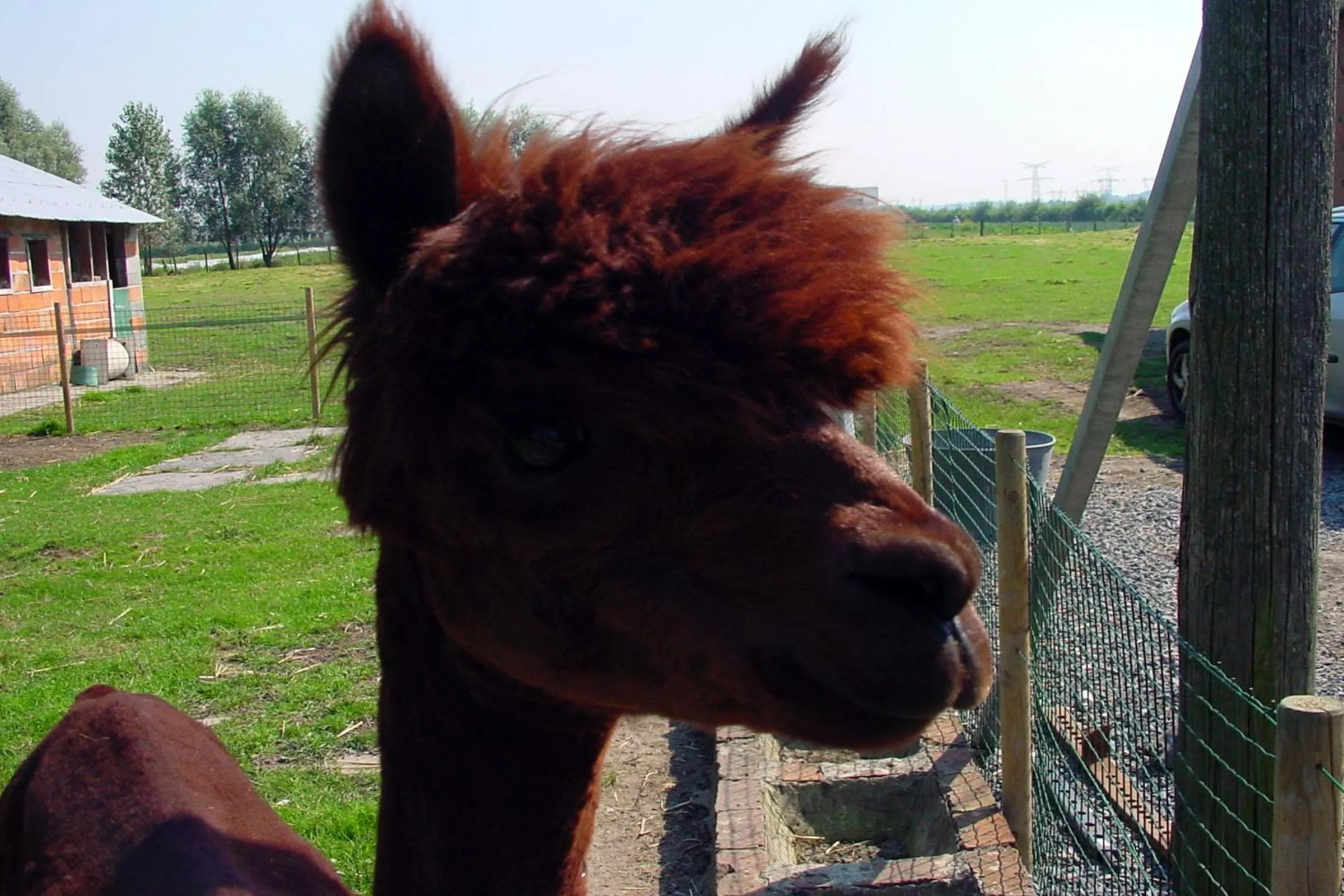 Animals in Les Pérelles