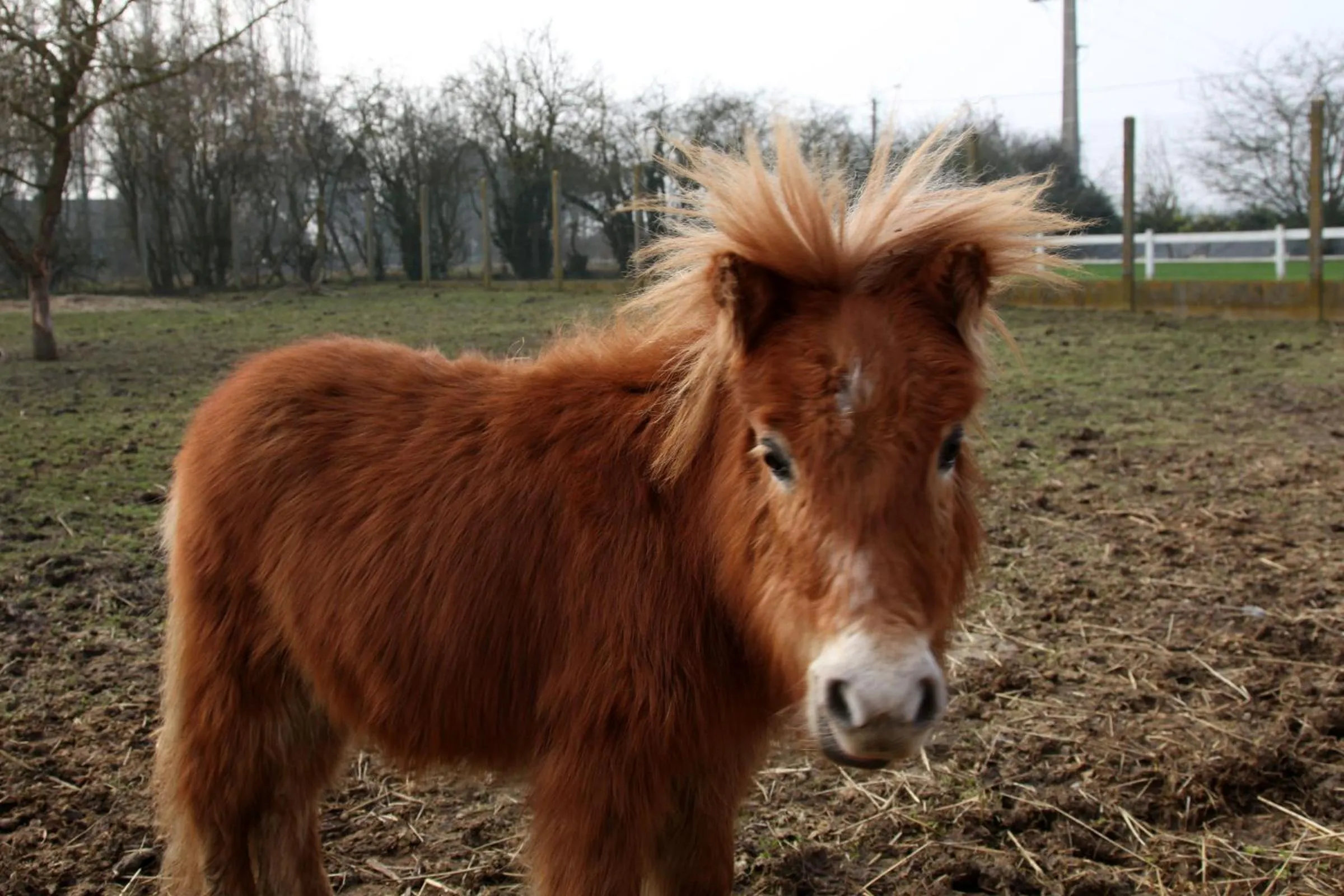 Animals in Les Pérelles