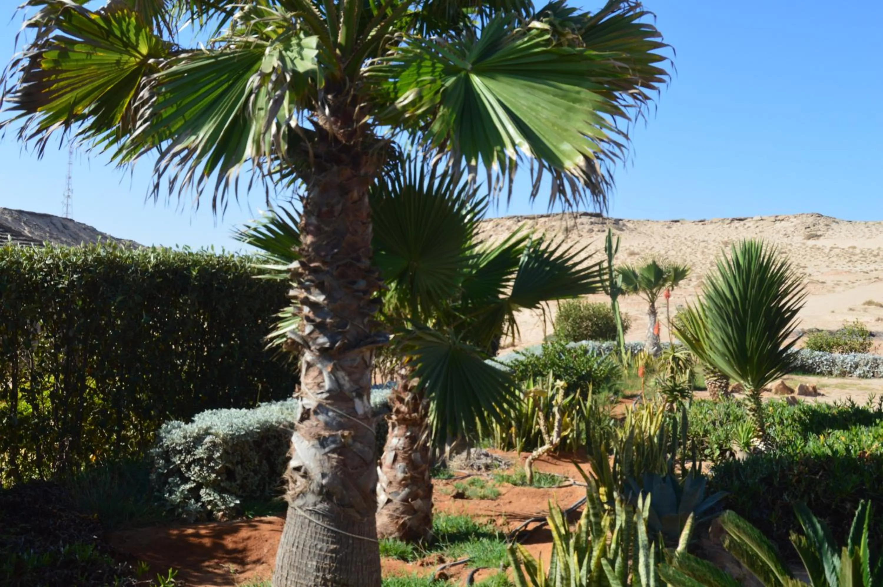 Garden in Dakhla Kitesurf World