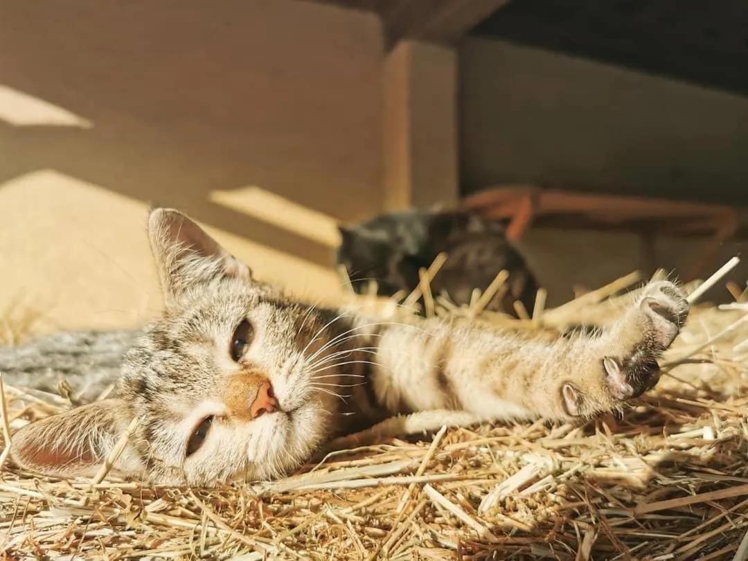 Animals in Ranch Marina