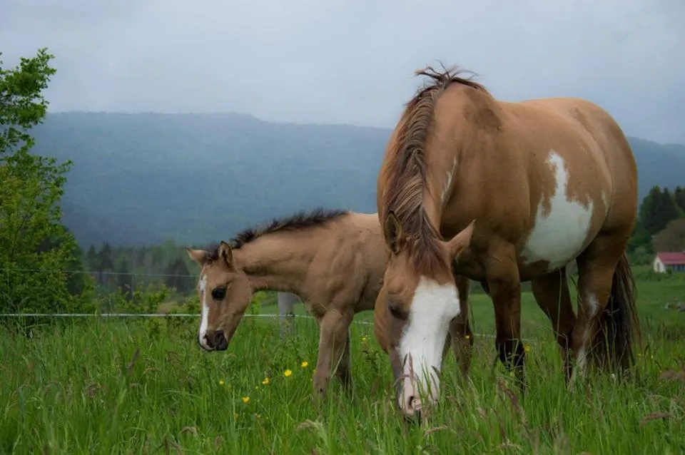 Animals in Ranch Marina