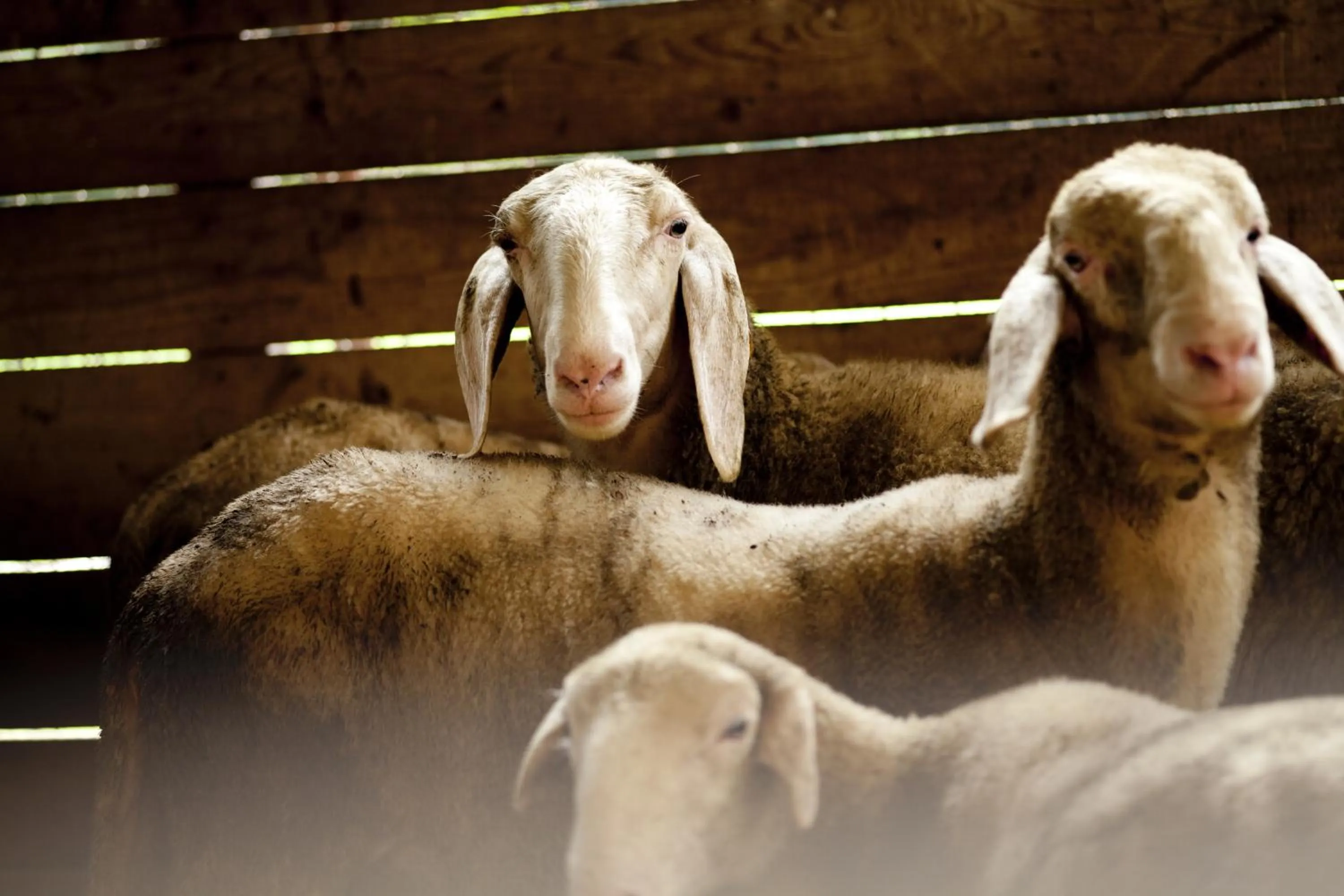 Animals in B&B Al Sole Di Cavessago