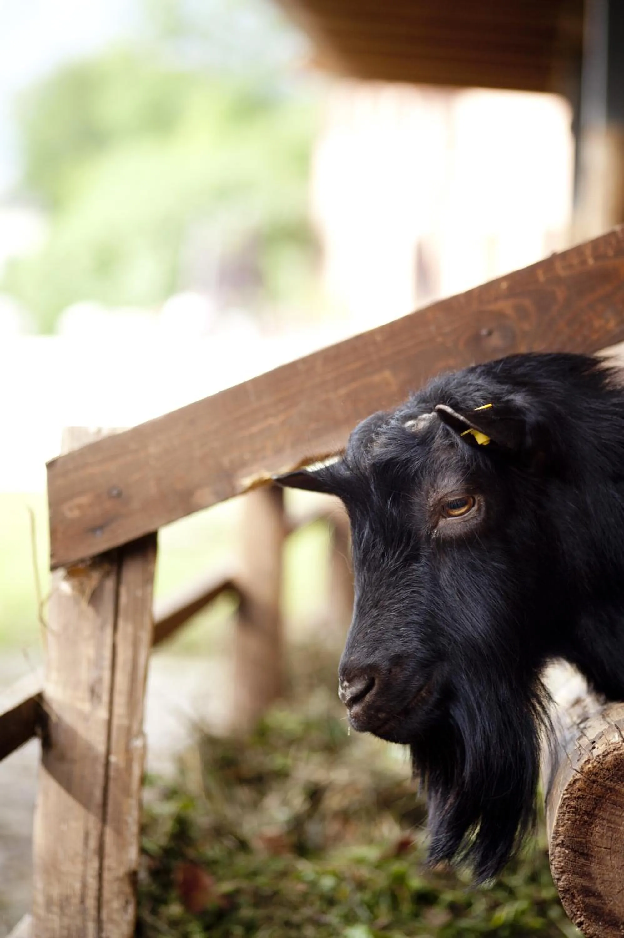 Pets in B&B Al Sole Di Cavessago