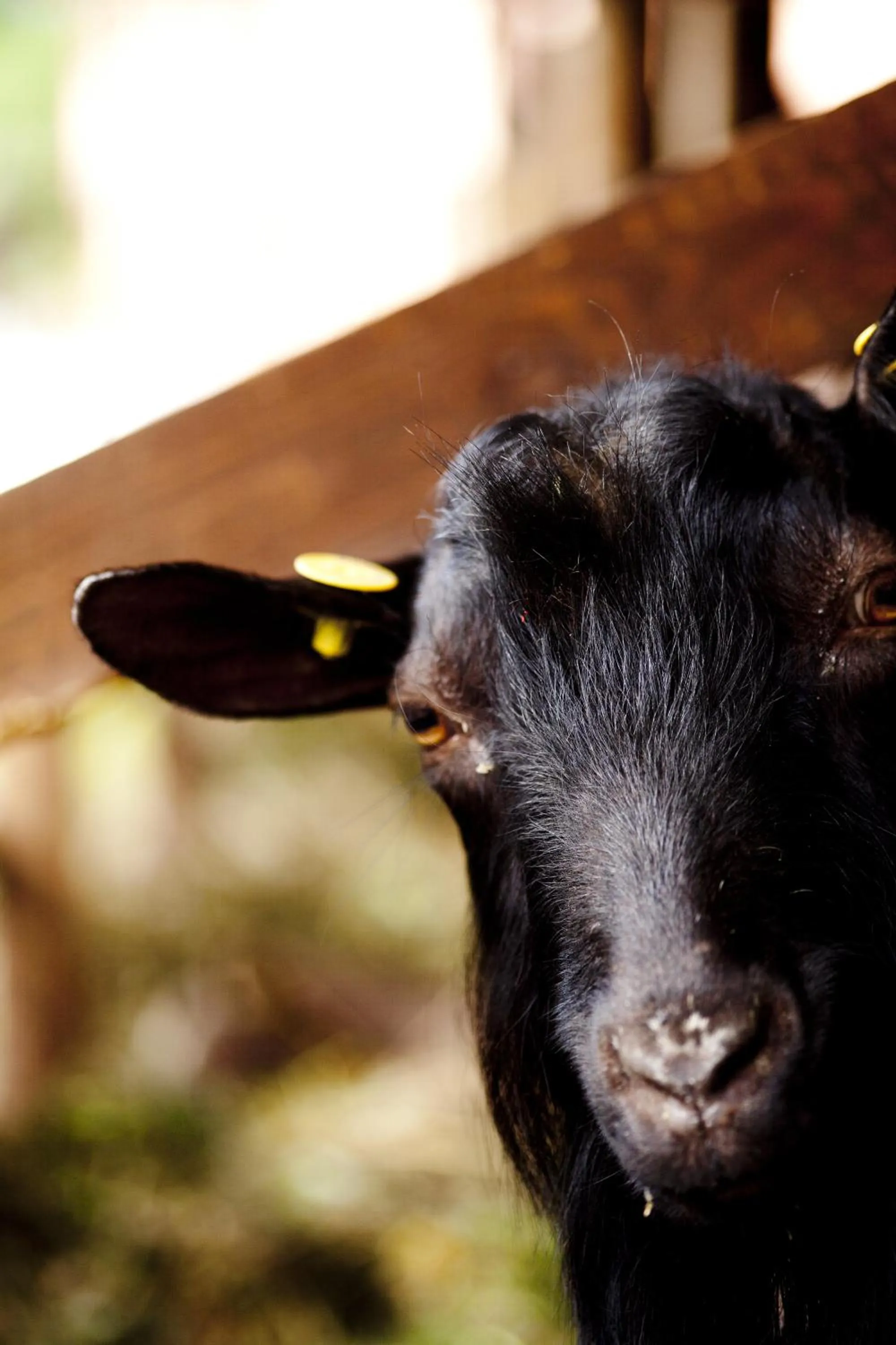 Animals in B&B Al Sole Di Cavessago