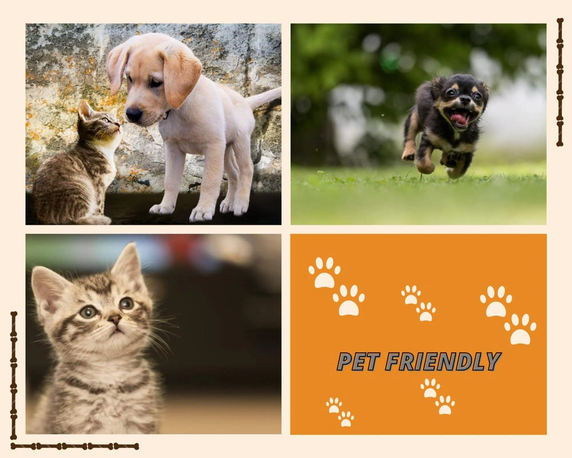 Pets in City View Pescara B&B