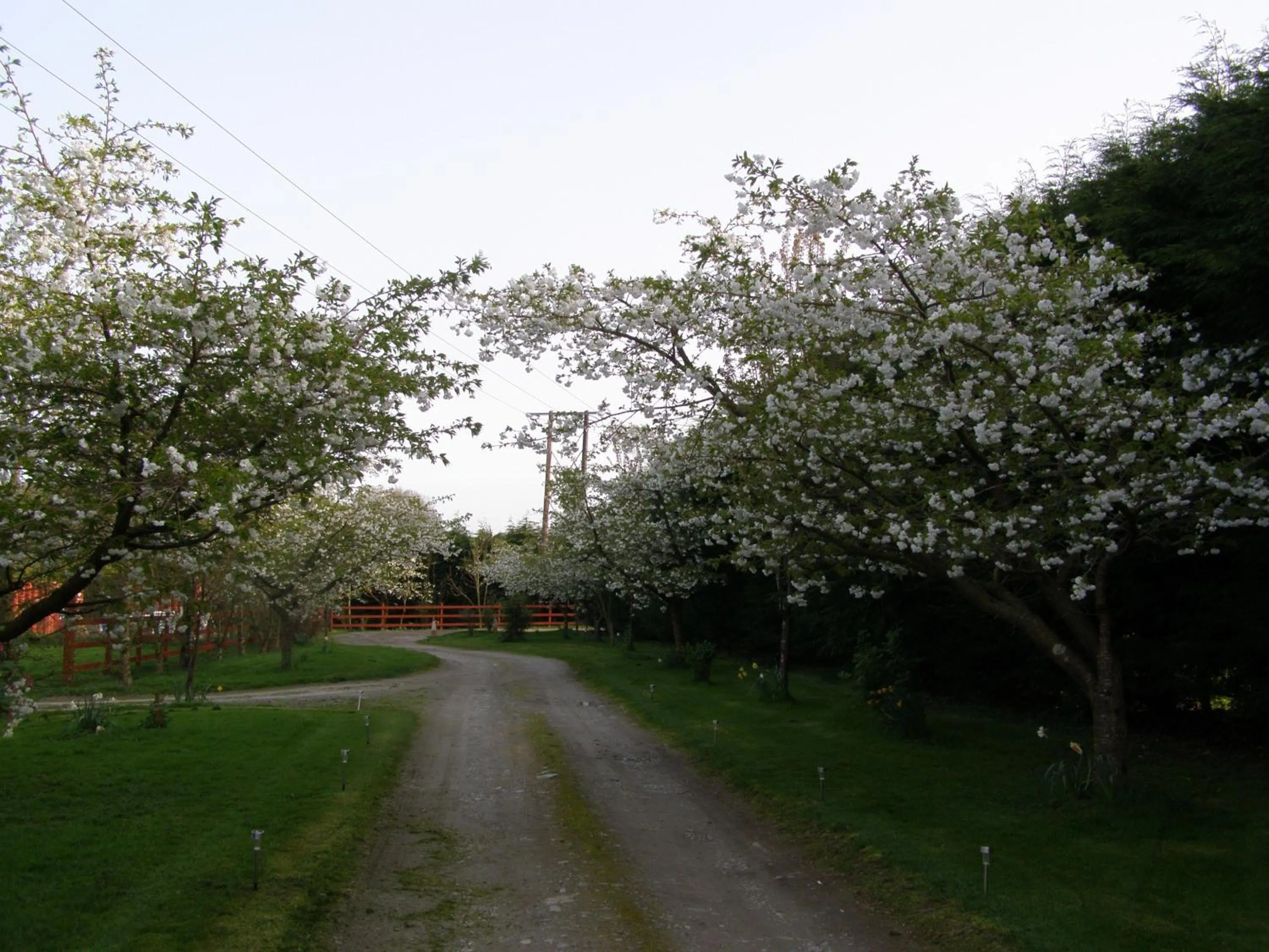 Spring in Killurin Lodge