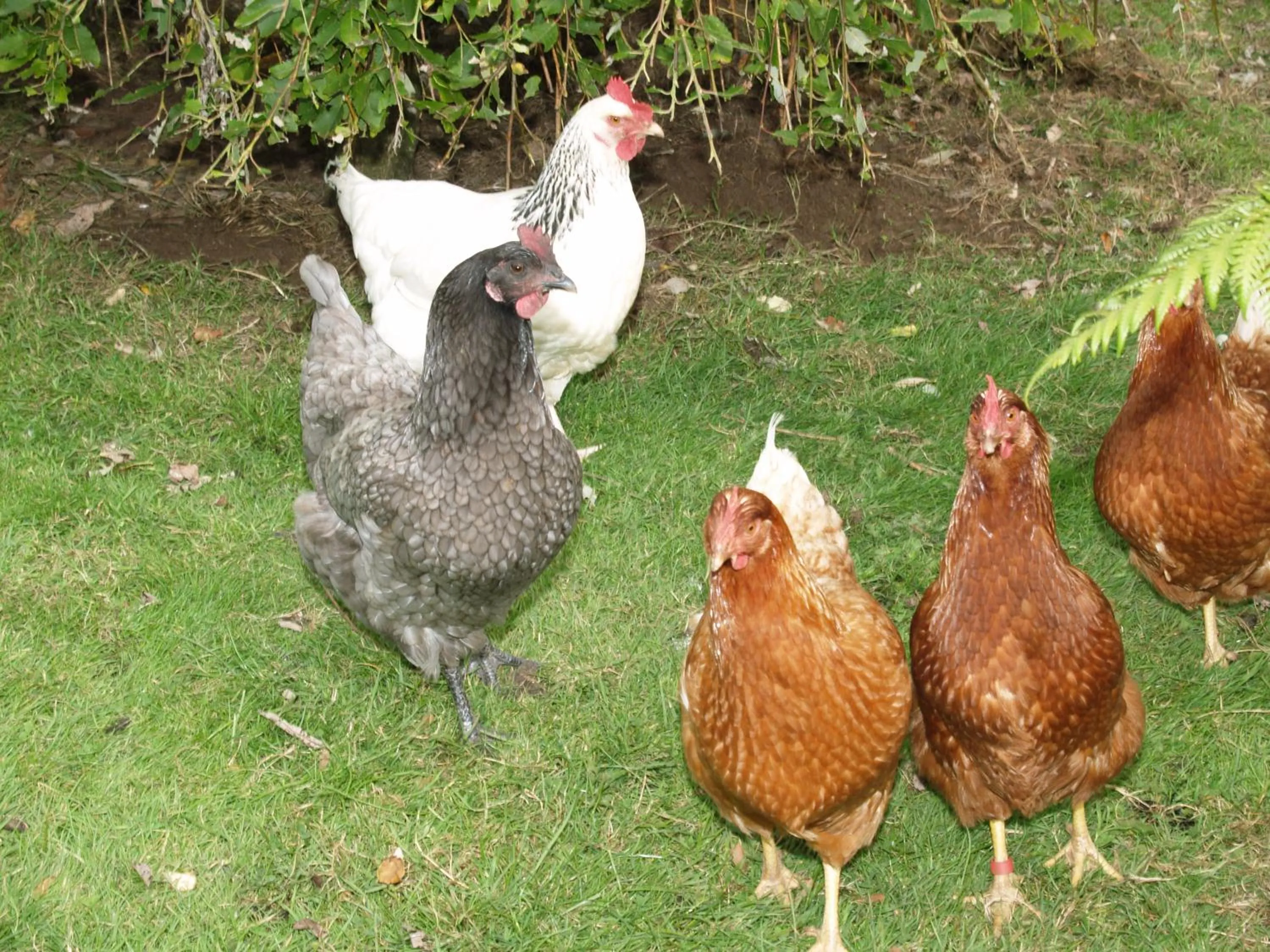 Garden in Killurin Lodge