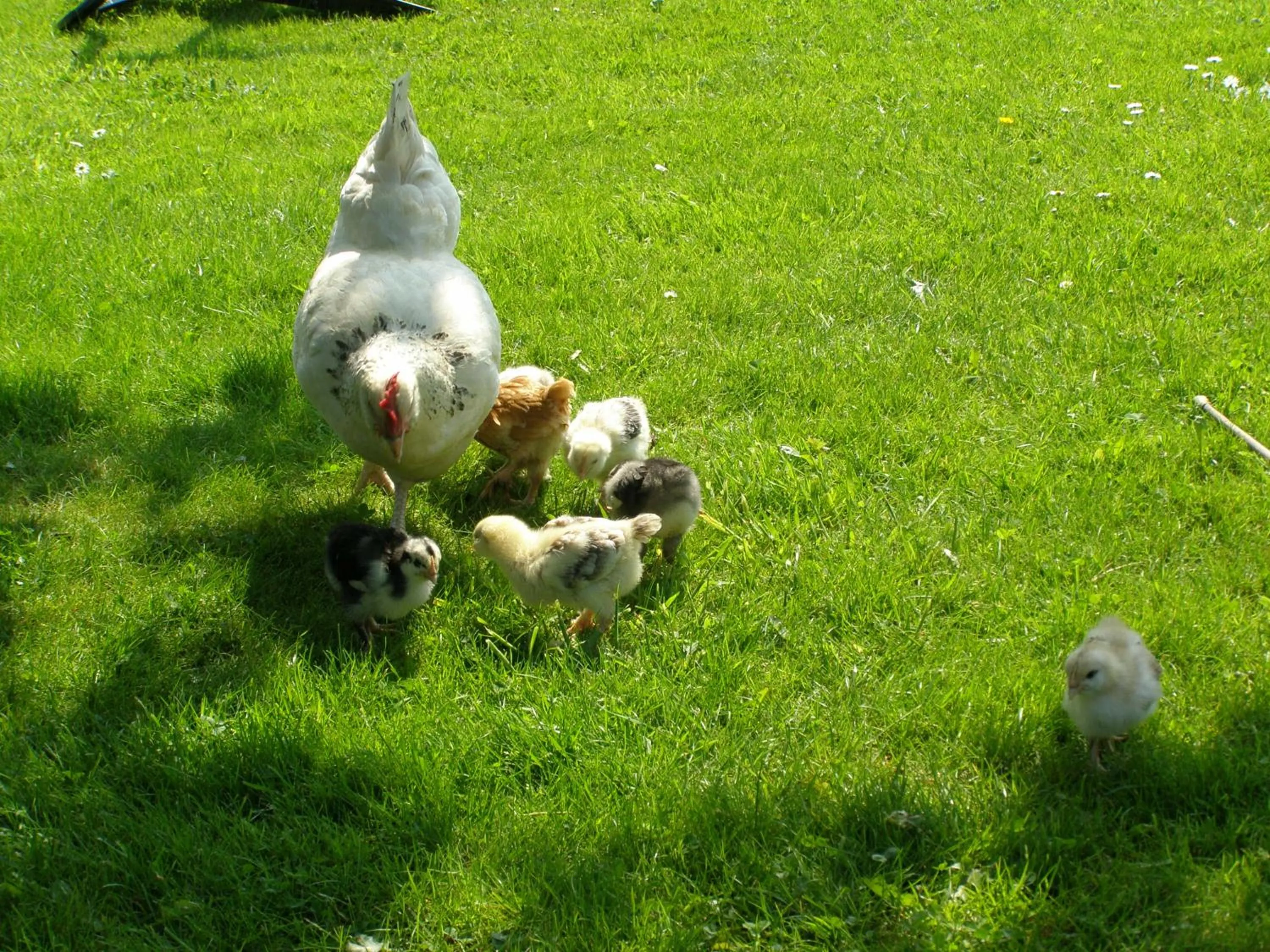 Animals in Killurin Lodge