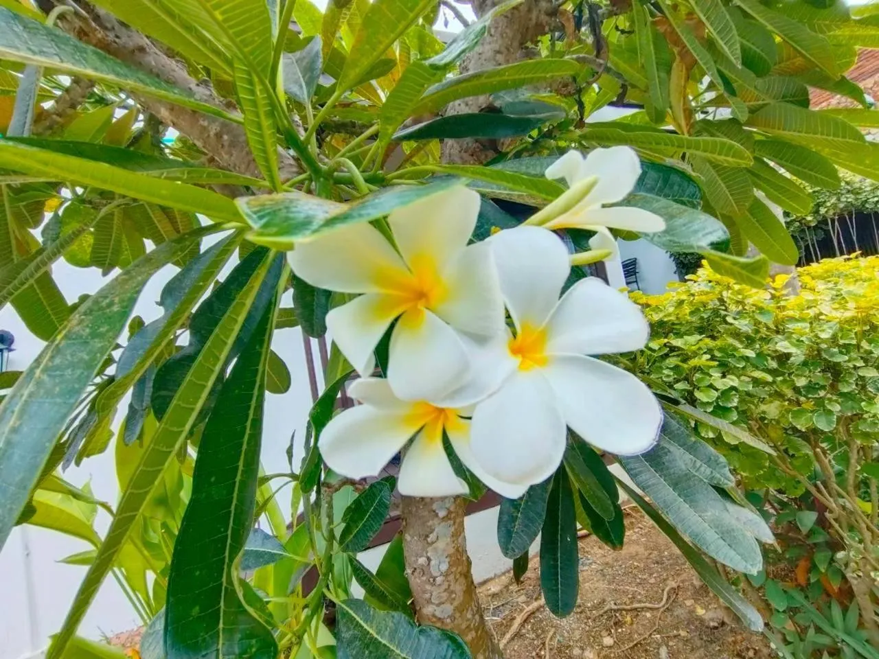 Garden in Sasitara Residence