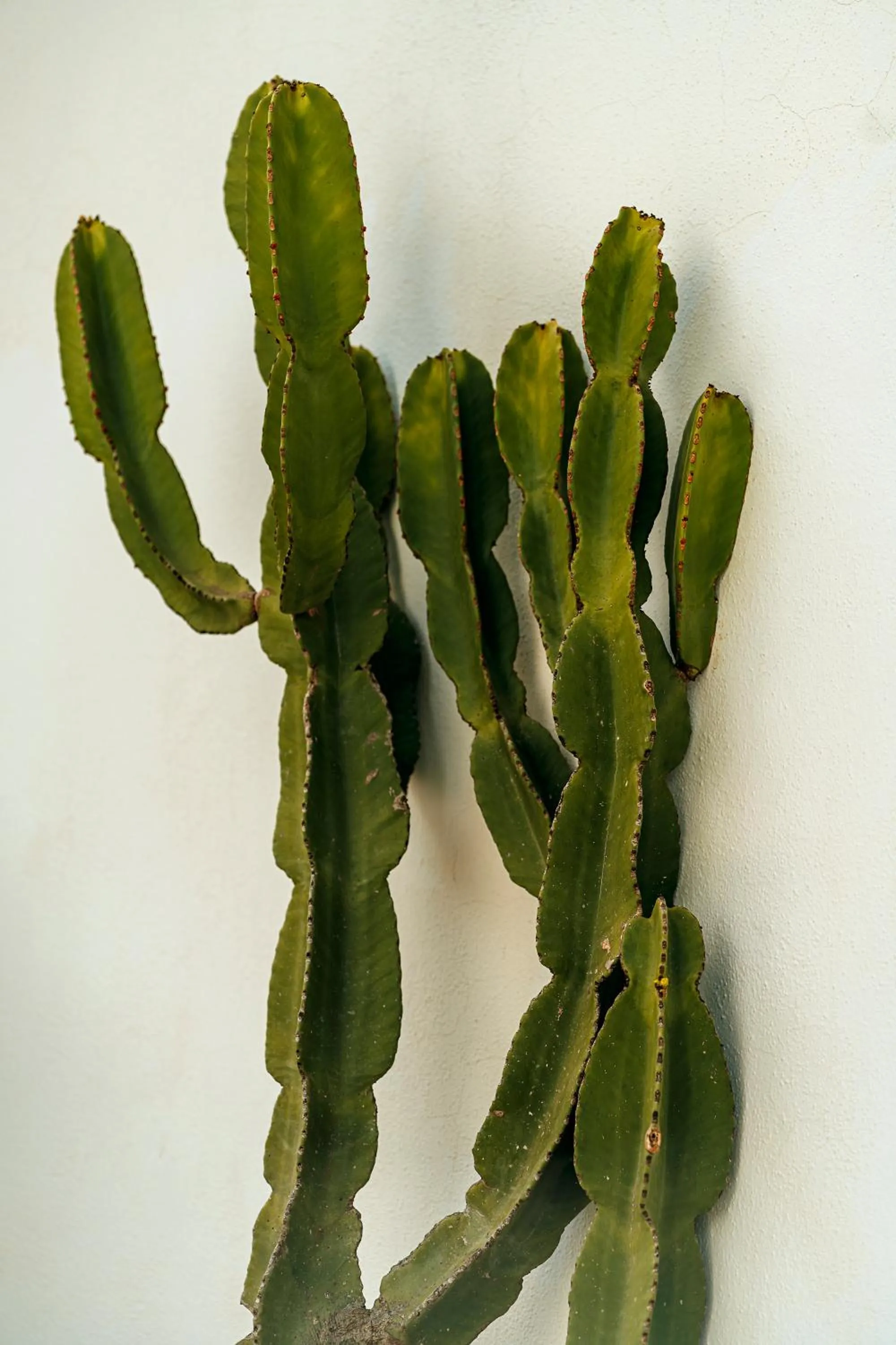 Decorative detail in Paradise Relais Villa Janto'