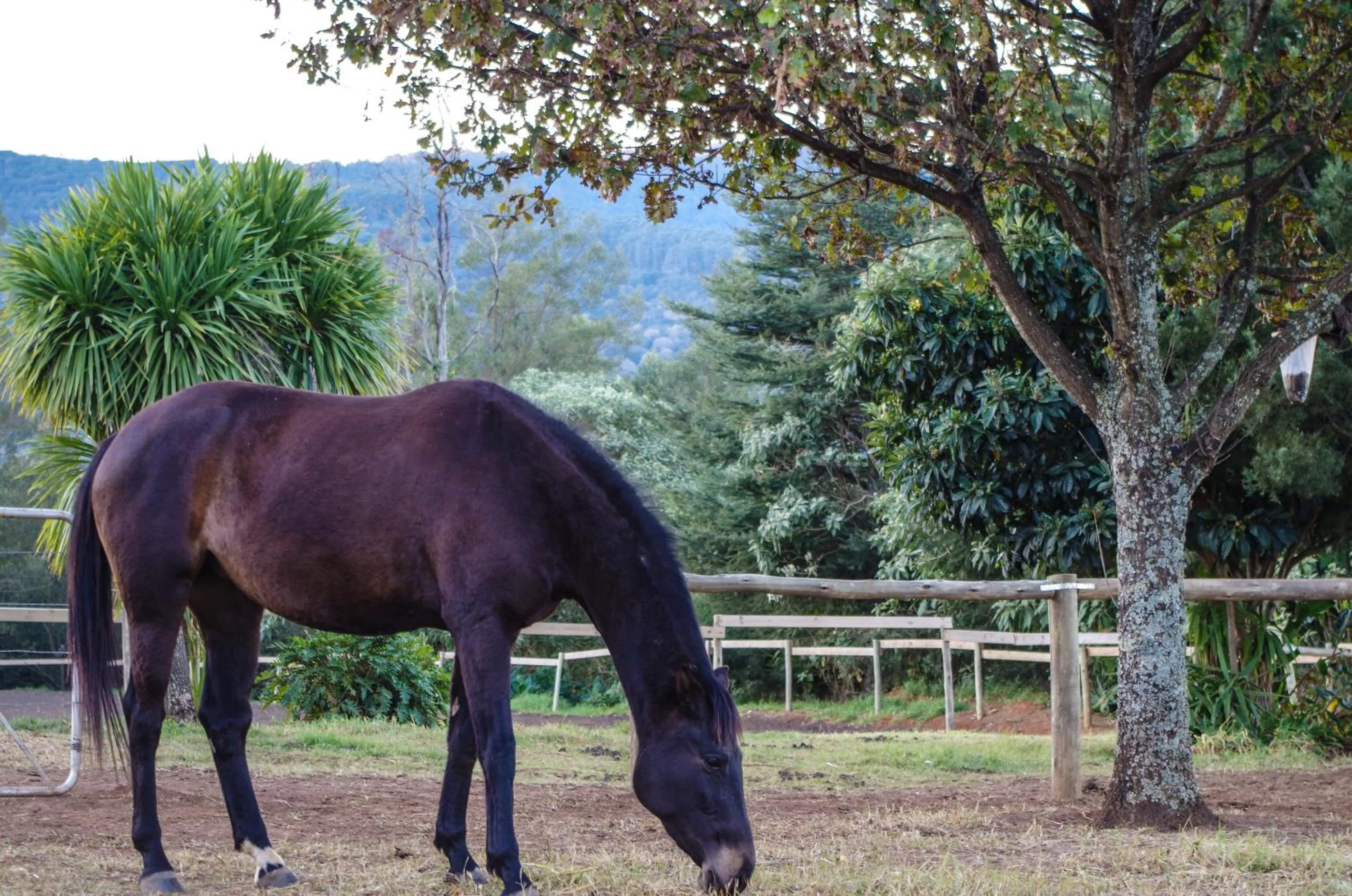 Animals in The Manderson Hotel and Conference Centre