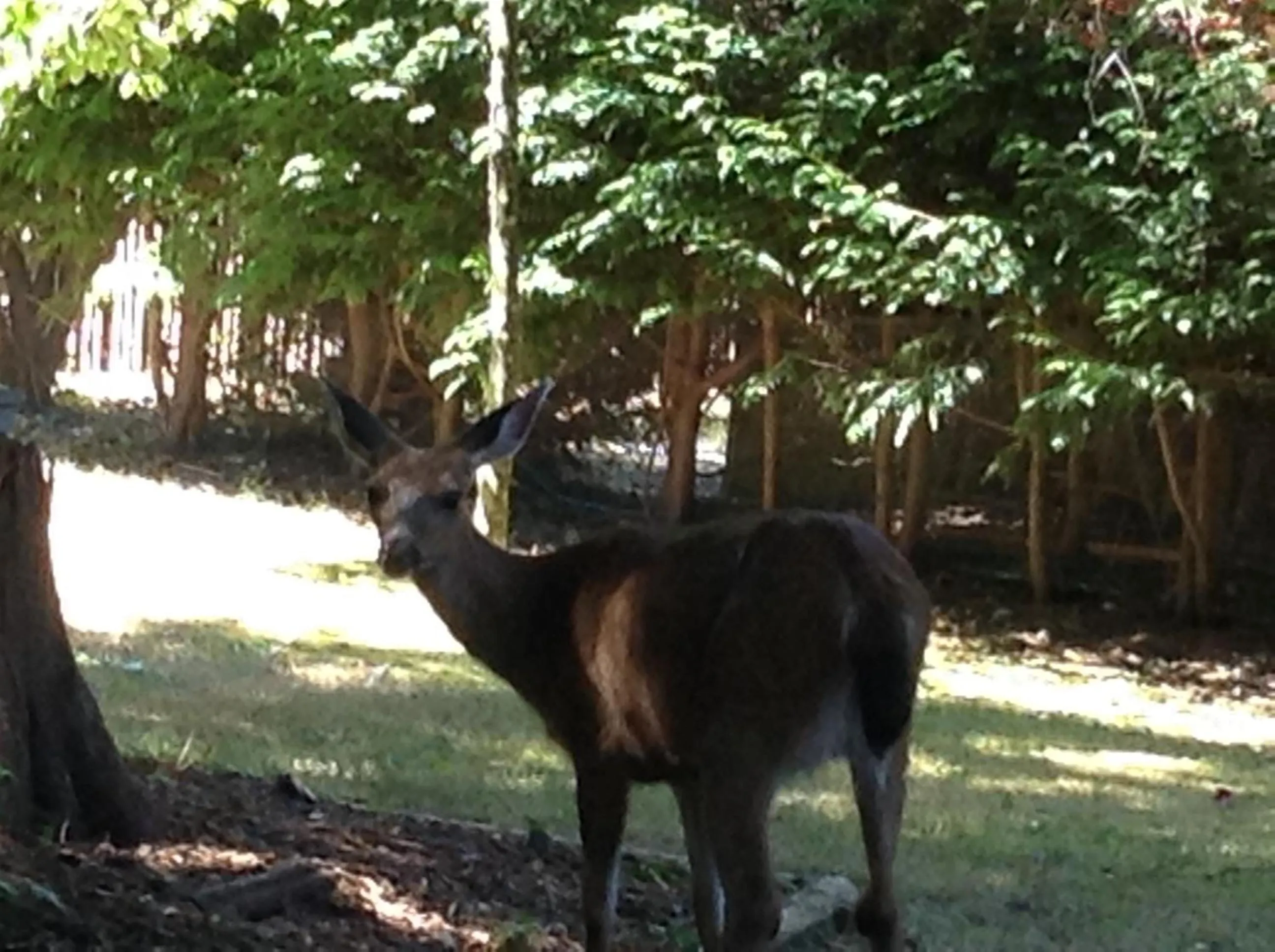 Animals in Tea Cozy Bed & Breakfast
